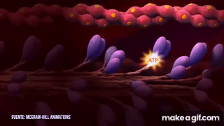 Que Significa La Hiperactina Y Como Funciona La Contraccion Muscular On Make A Gif