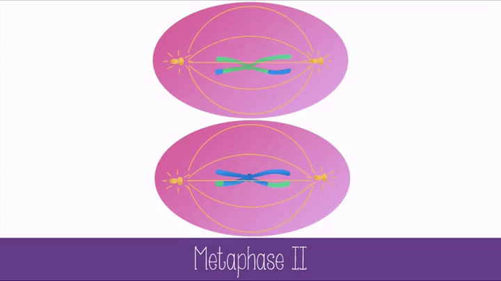 Metaphase 2 : Metaphase 2 On Make A Gif