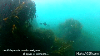 Contaminacion Con Plastico Lo Que Escondemos Bajo El Mar On Make A Gif