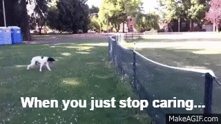 Lol Dog Does Full Front Flip Over Fence And Keeps Going On Make A Gif