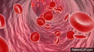 Visión general de la circulación; biofísica de la presión, el ...