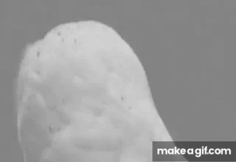 Owl Turning It S Head Gif Meme On Make A Gif