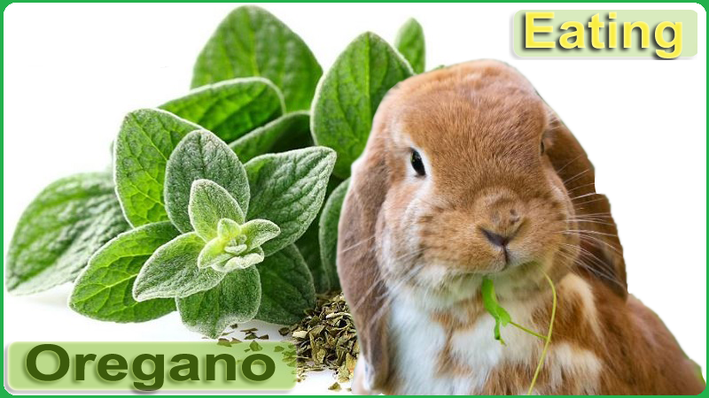 Can Rabbit Eat Oregano
