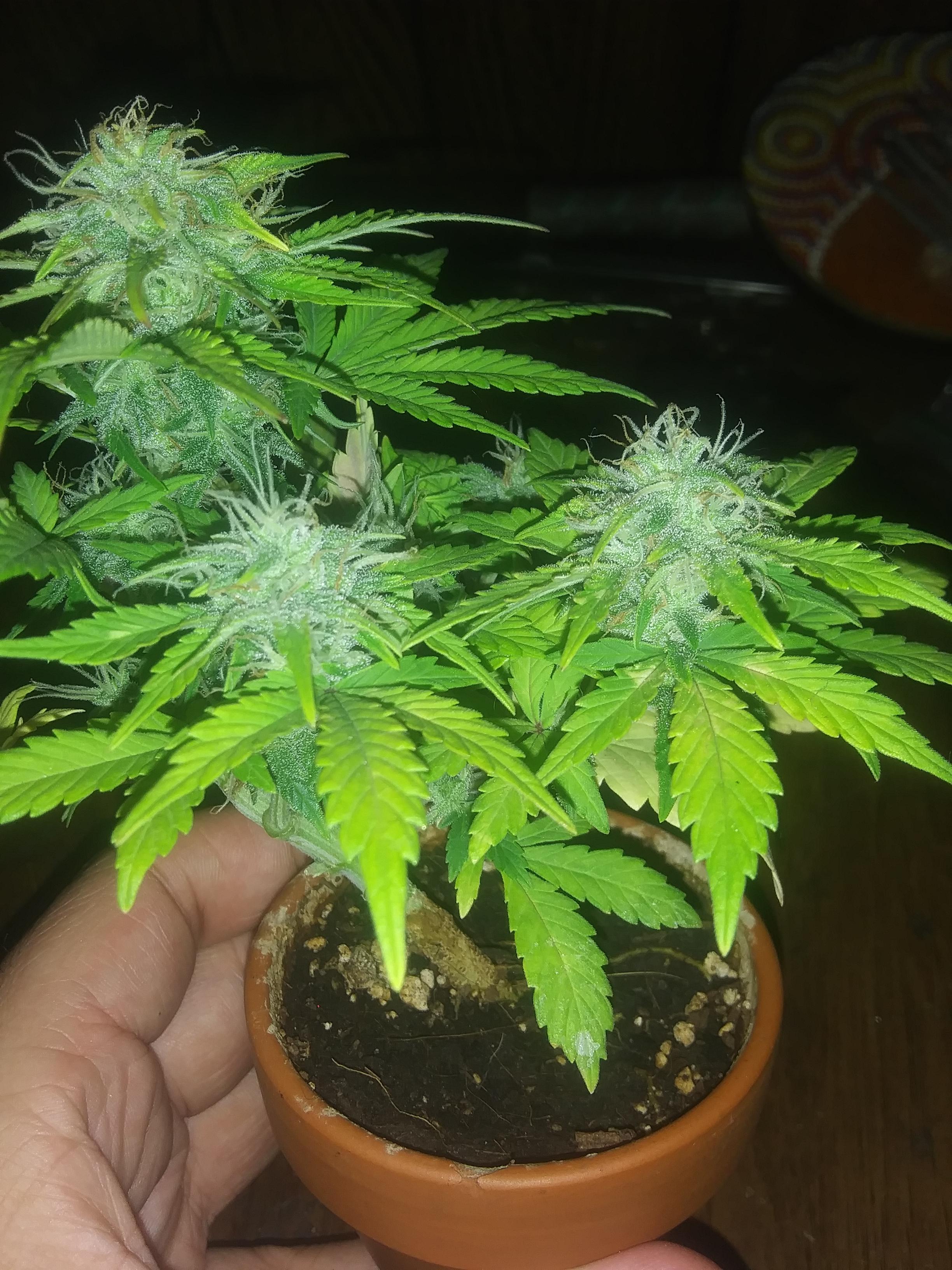 Peppers are extremely versatile and a good source of vitamins. Nano Bonsai Mephisto Mystery Seed 45 Days Autoflowers