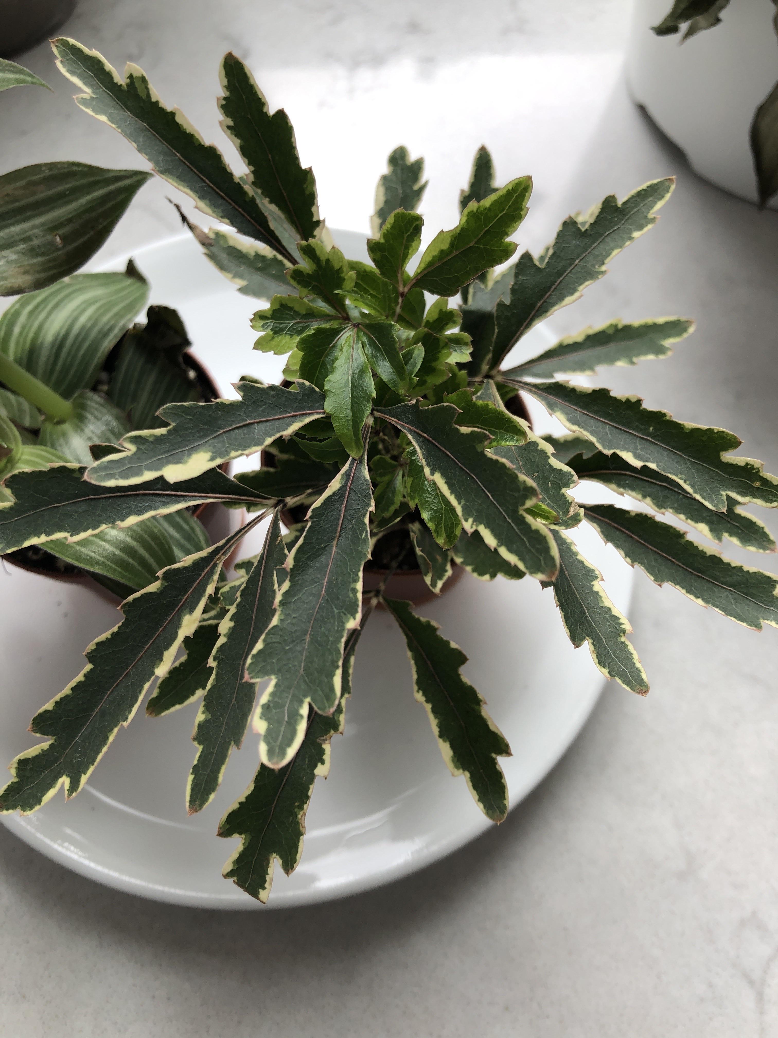 It is slowly dying and i don't know why. overview for GhostFood