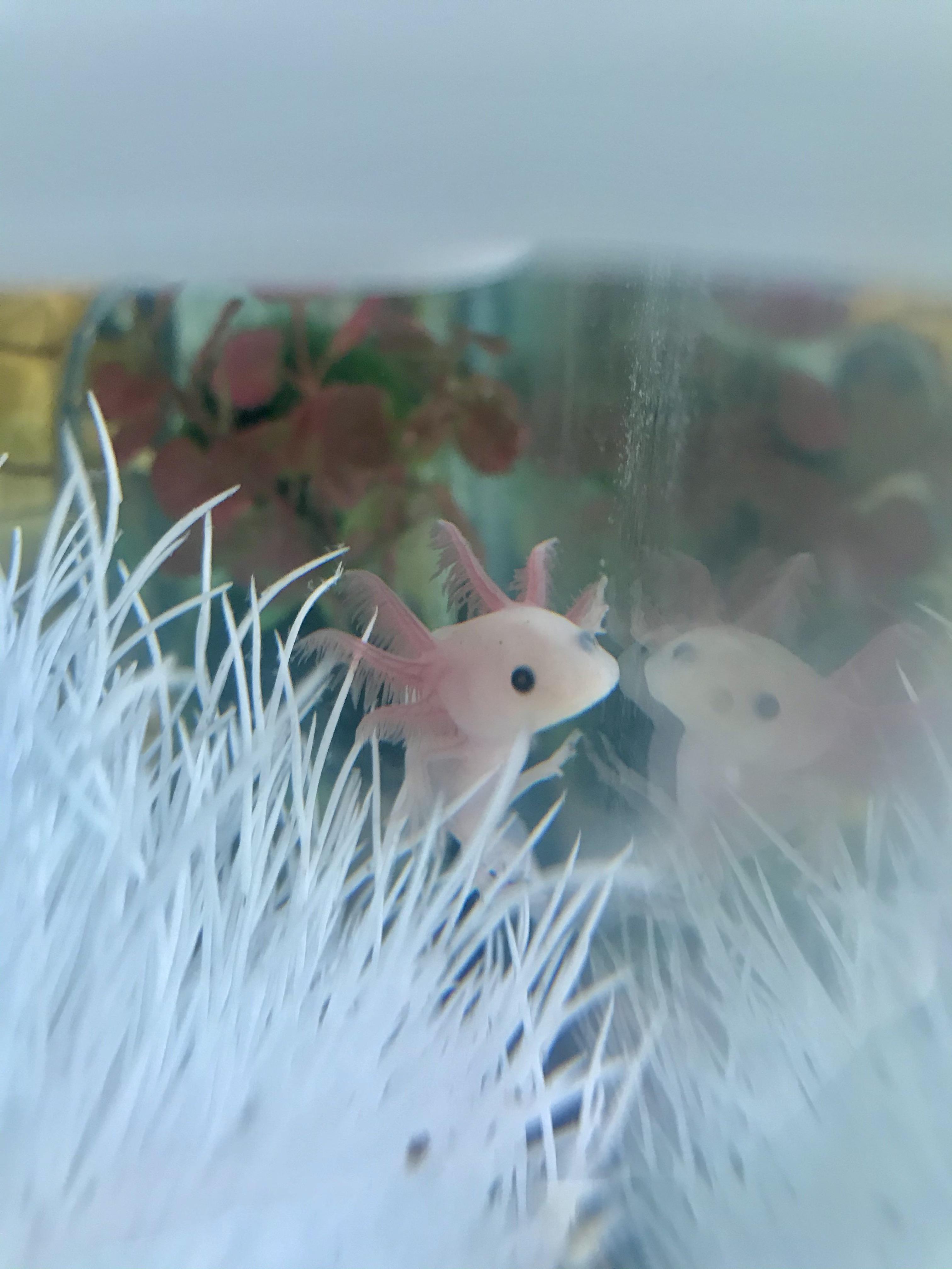 Axolotl Babys - Meet My New Baby Axolotl Dinka Dinky At 2 5 Long á´ Axolotls