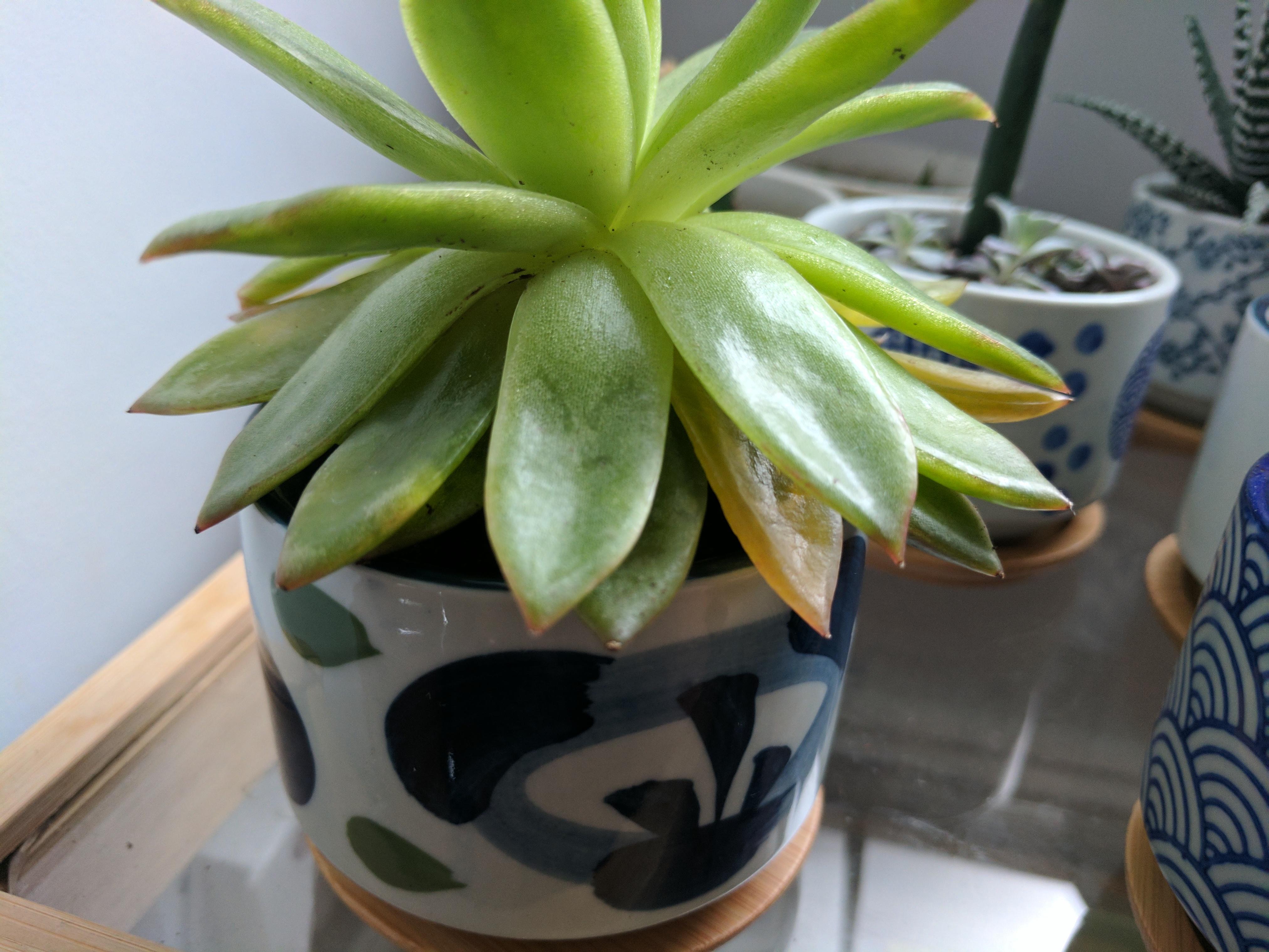 Try touching the leaves of your succulents when you . Bottom Leaves Are Yellowing Underwatered Succulents