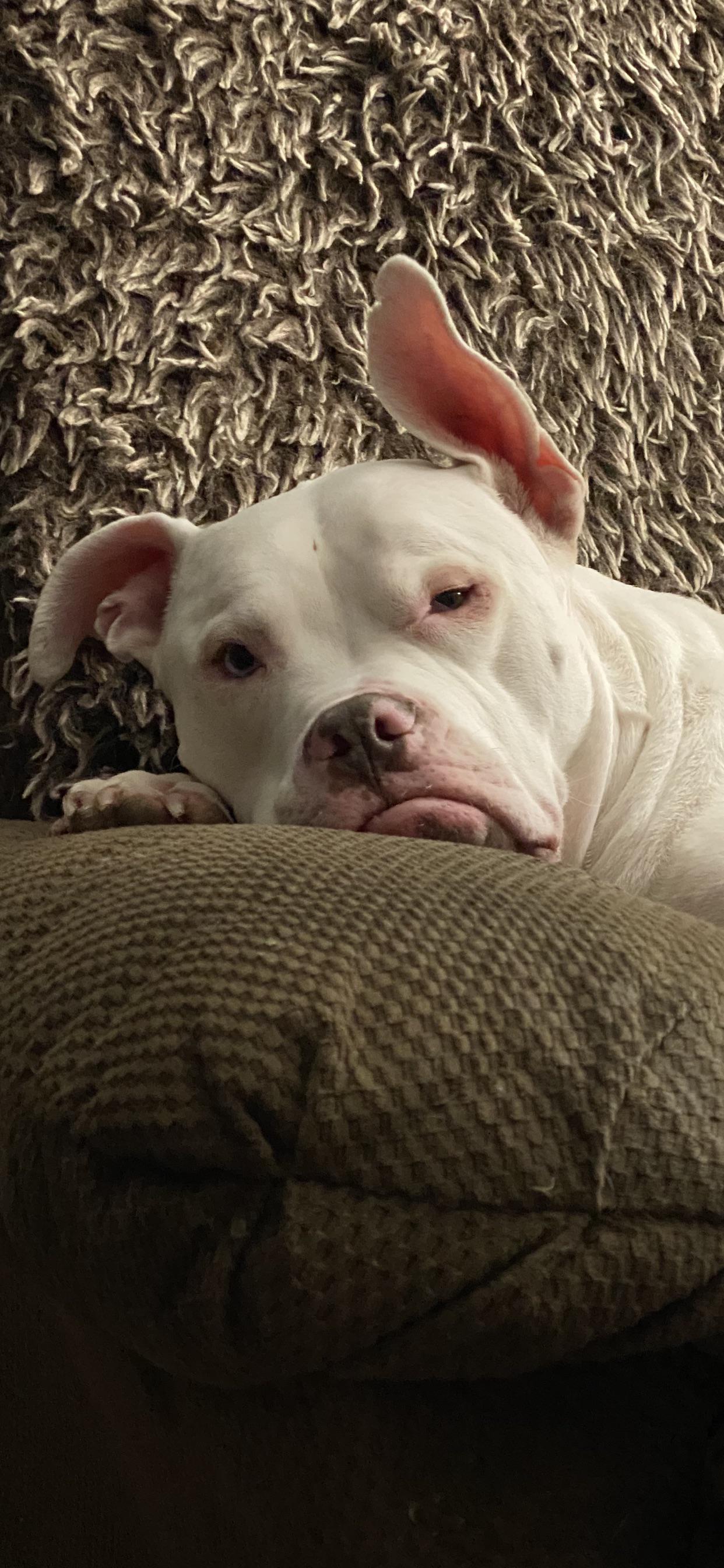 Rd.com pets & animals photograph: Mom S Sleeping And Dad Won T Play Tug Face Pitbulls