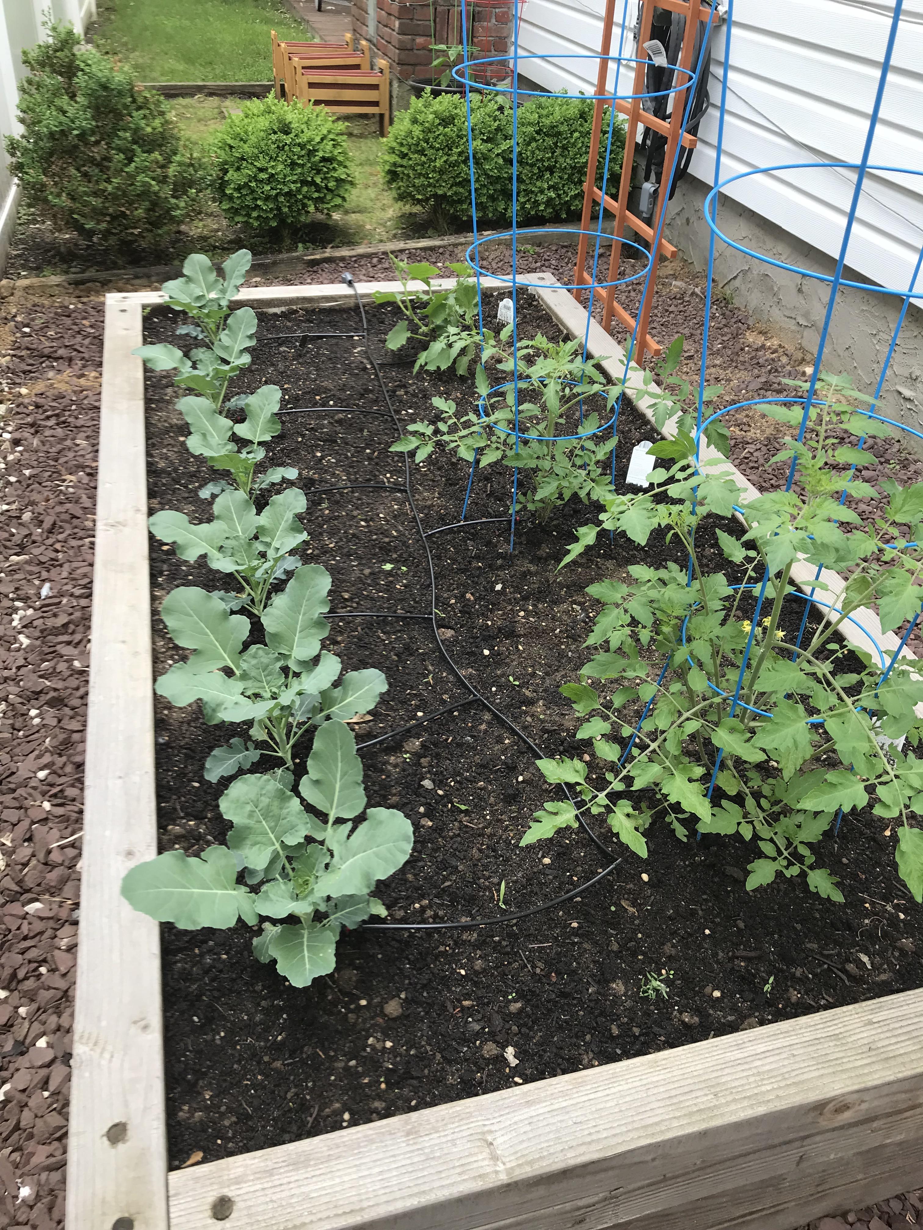 The epic gardening podcast…where your gardening questions are answered daily! Small But Sufficient Veggie Garden Gardening