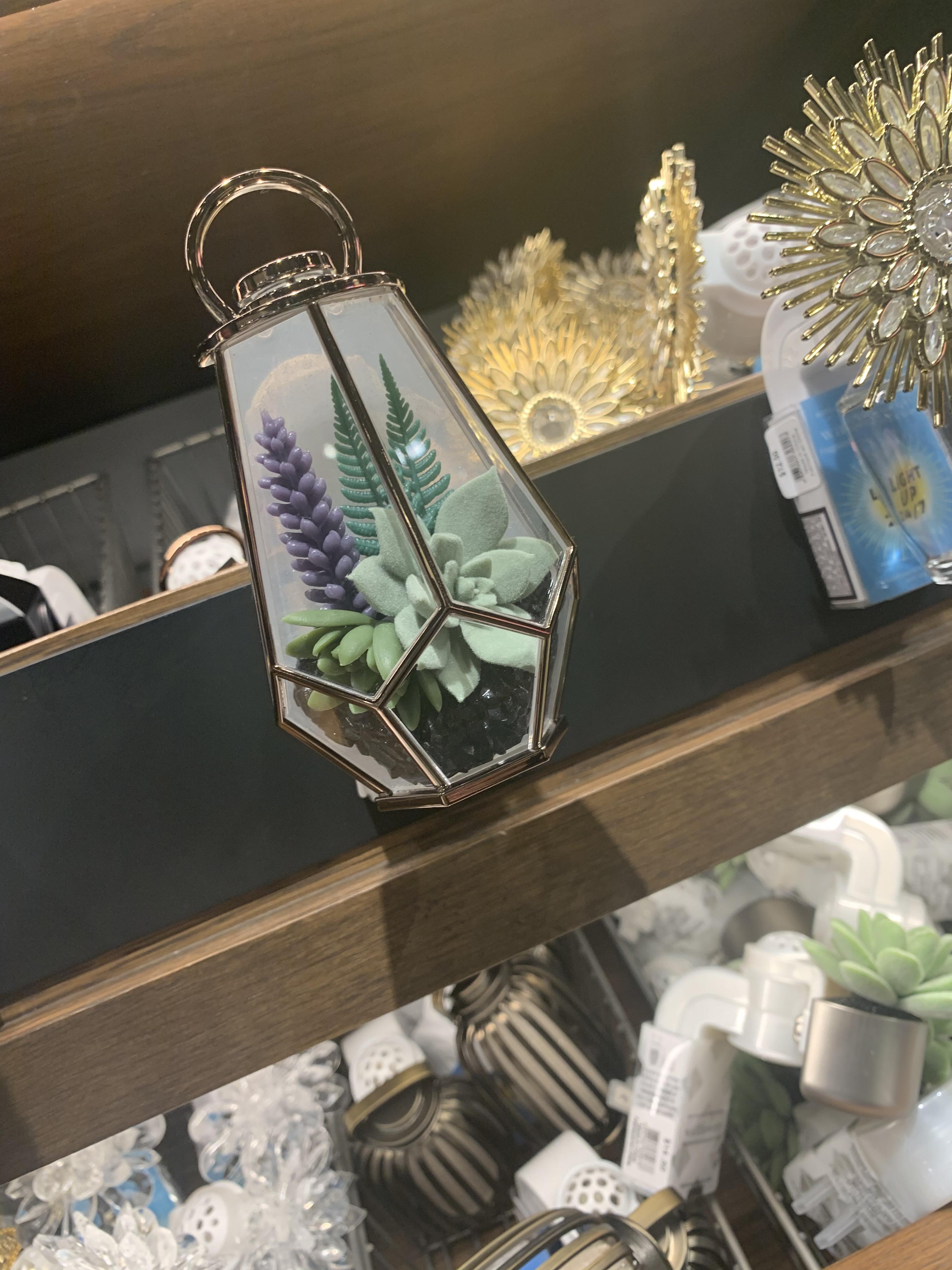 Oh dear, this item has sold. Succulent Wallflower Succulents