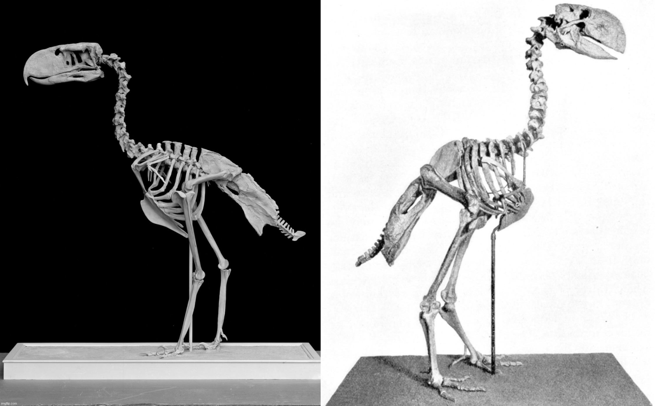 Gastornis - Reddit Post And Comment Search - Socialgrep 1392_x_2245_png