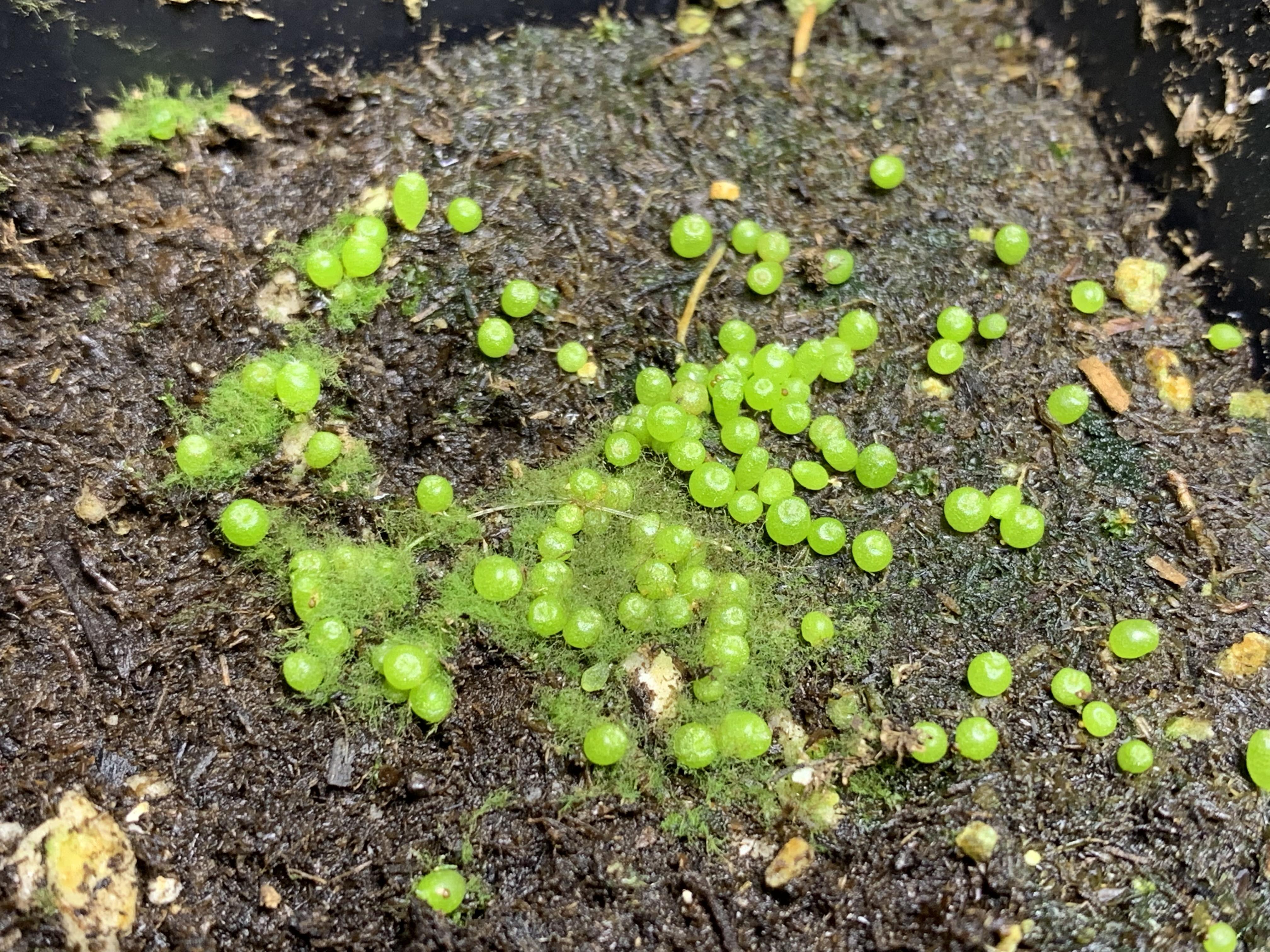 Galina sviryiaeva / getty images the thanksgiving cactus (schlumbergera truncata) is a po. About 2 Month Old Strumbocactus Lings Possibly The Slowest Growing Cactus There Is Gardening