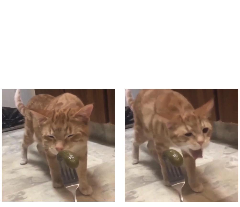 These cute cat photos will instantly turn your day around. Enjoy This Gagging Cat Meme Template I Find It Adorable Then Funny R Memetemplatesofficial