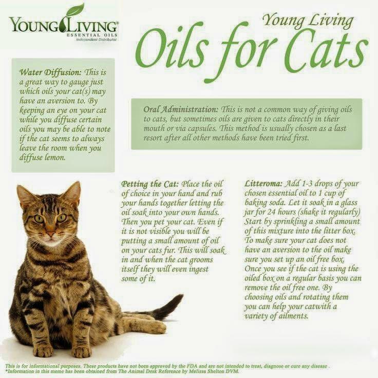 Fleas are one of the most common parasites that can affect cats, and cats that go outside. Let's rub toxic crap all over your cat! (It even works for