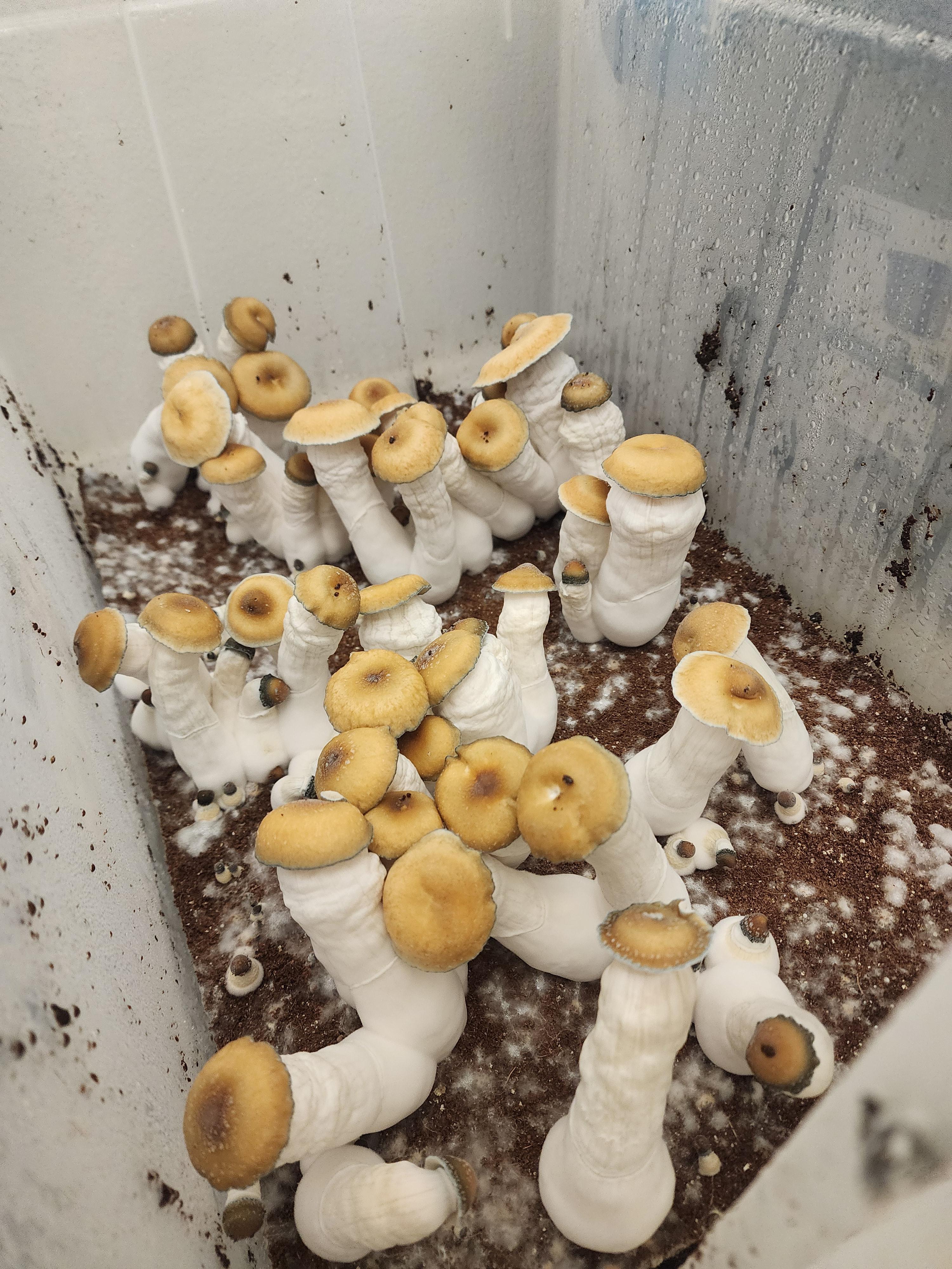 TheeMsRobinson  theemsrobinsonll Nude Leaks photo #3 - Vlixa