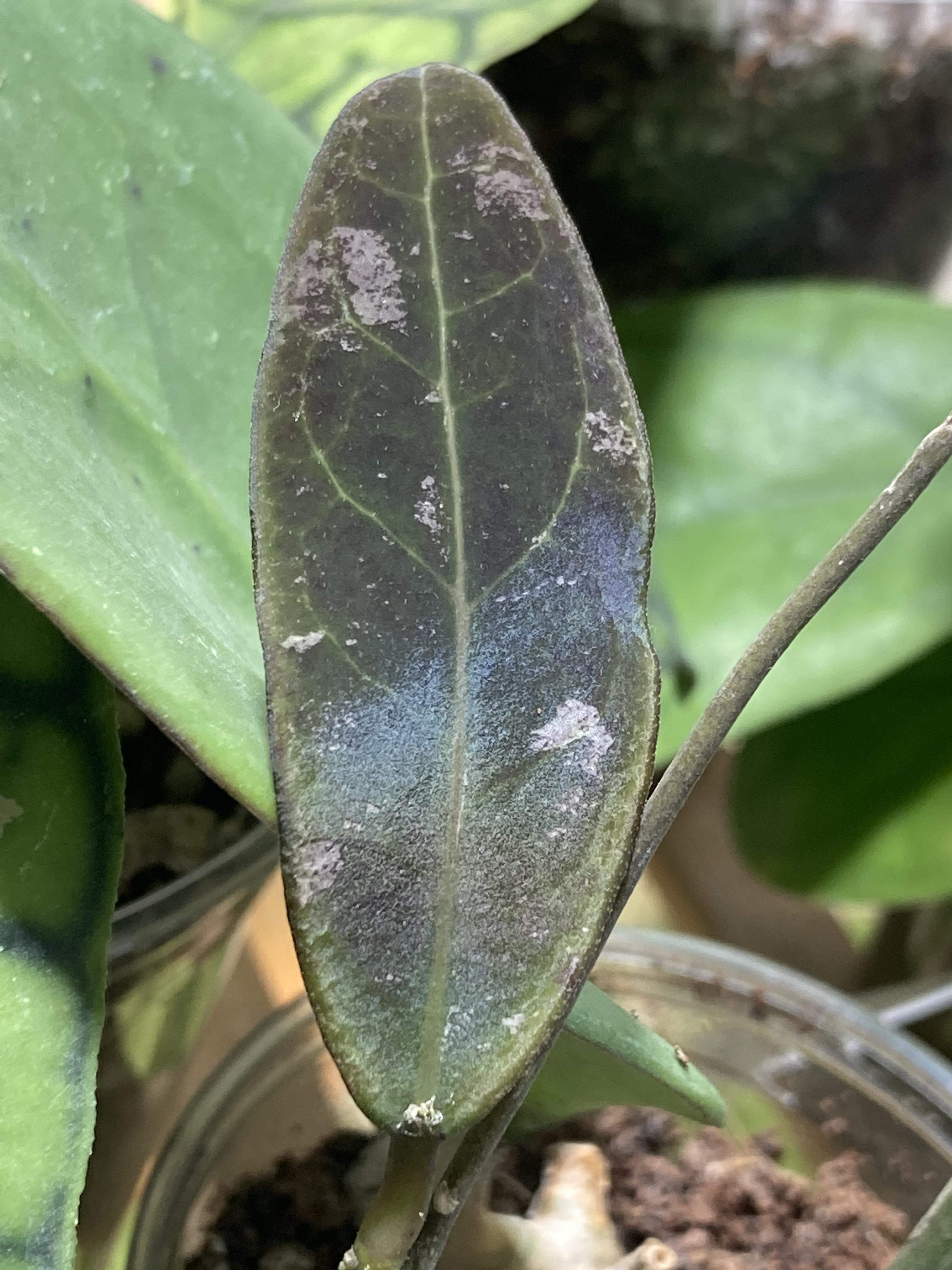 We offer one of the largest selections of rooted hoya plants in the us. New Leaf On H Rintzii Borneo Hoyas