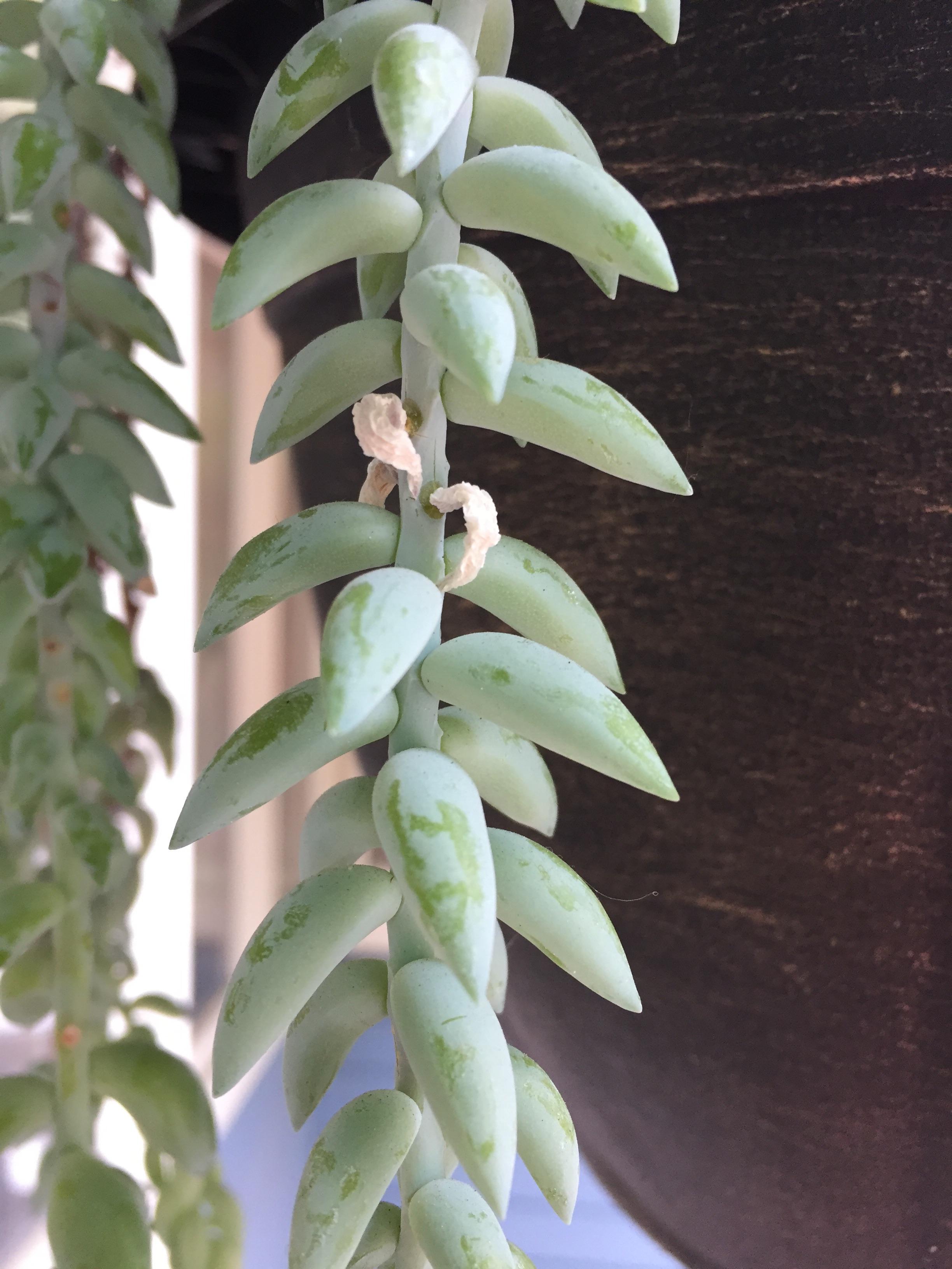 Check out our donkey tail selection for the very best in unique or custom, handmade pieces from our succulents shops. Donkeys Tail White Shriveled Leaves Succulents