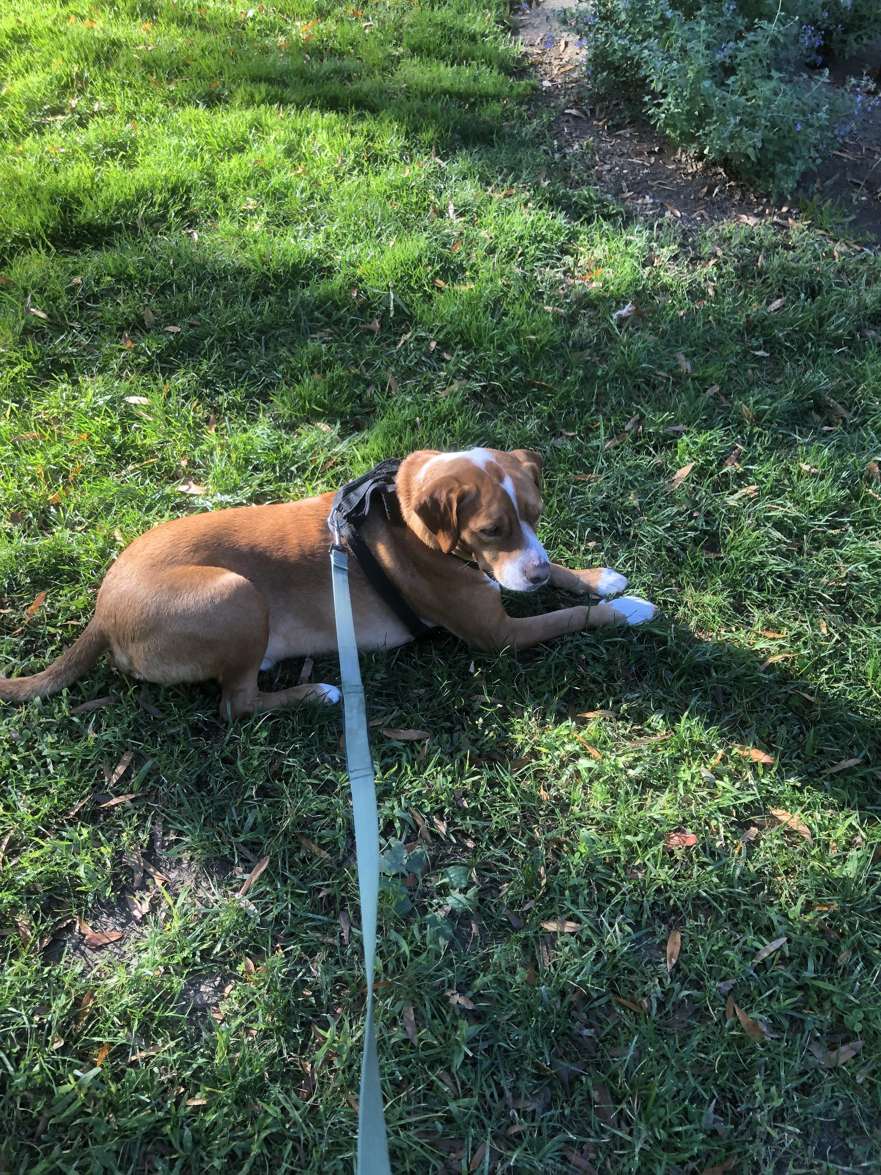 I have 2 males and 5 females for sale only 1merle male the other merles are females pups born on february 27th they are. Hi This Is My Dog Odin The Pound Call Him A Lab Mix But I Think He S At Least Part Pitbull And I Wanted To Hear What You Guys Think R Pitbulls