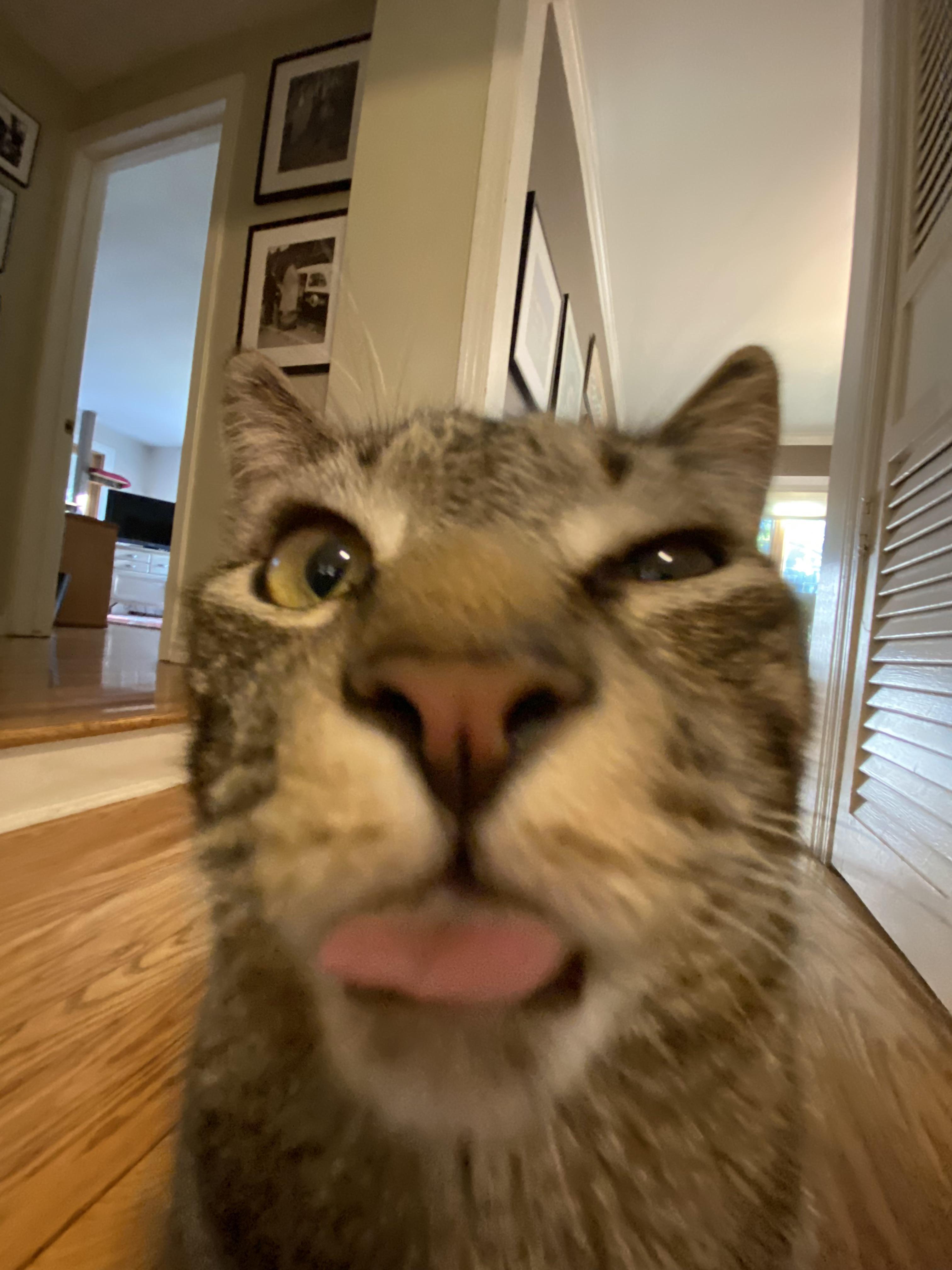 Pictures, gifs and videos of animals being derps. Perfectly Timed It R Animalsbeingderps