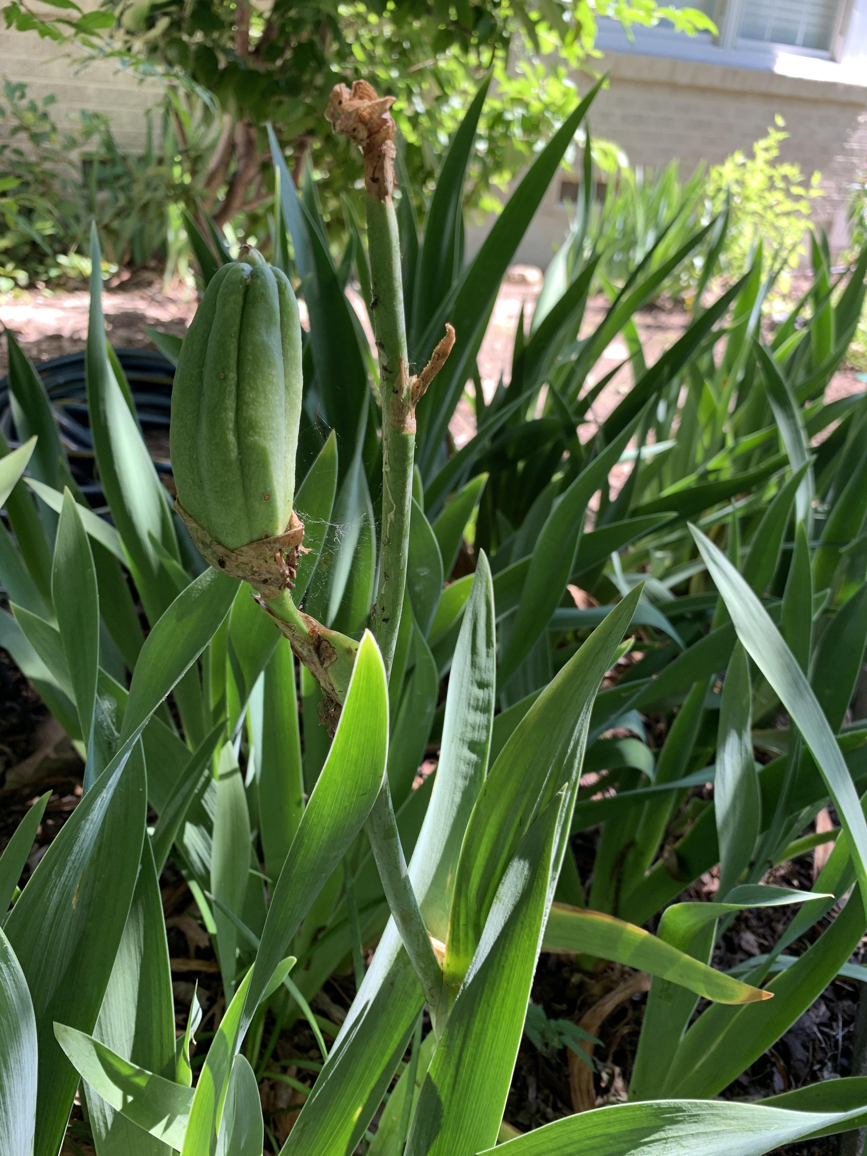 How To Remove Iris Seed Pods