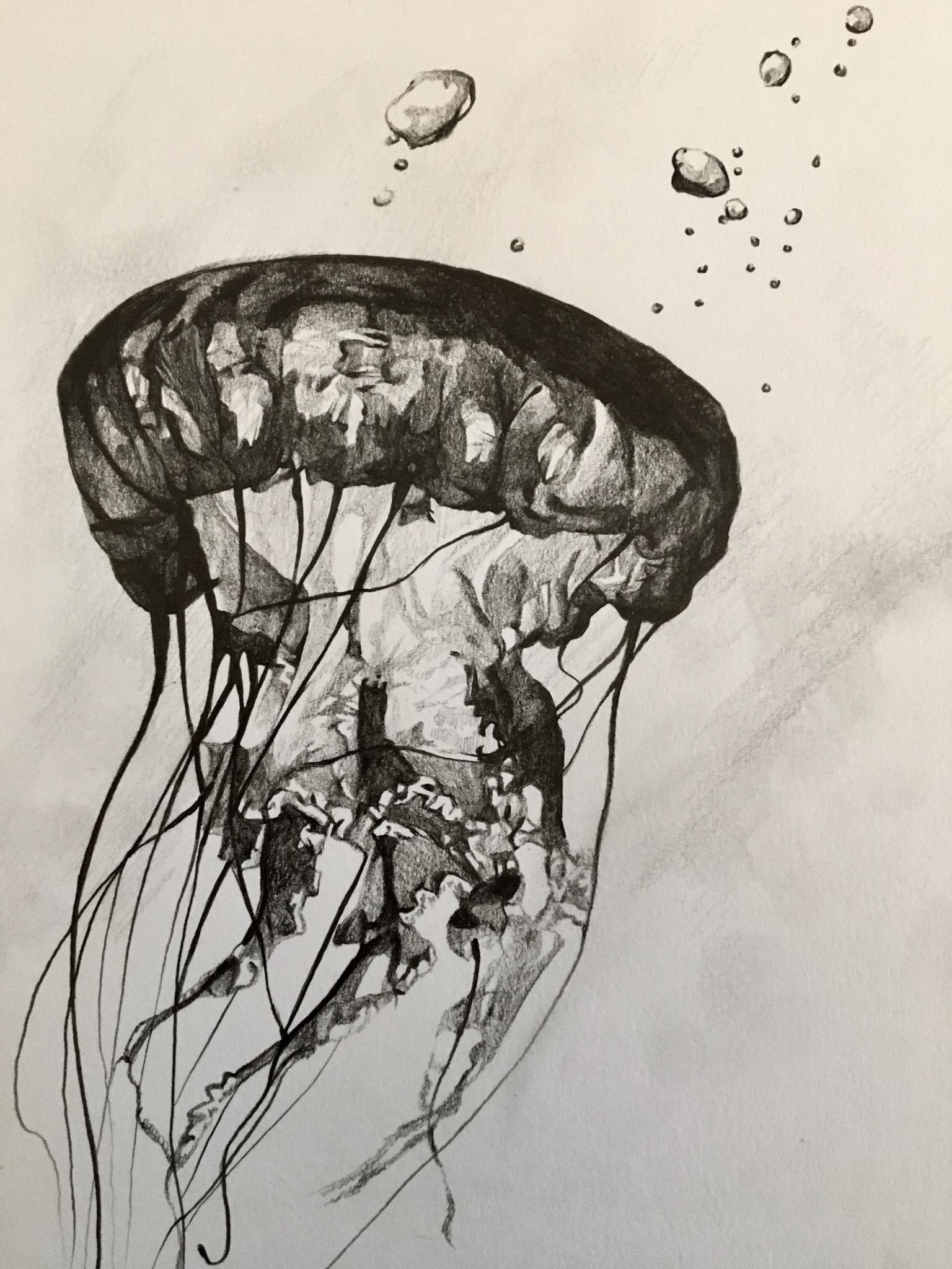 Jellyfish Pencil Drawing Jellyfish Drawing Art Drawing Colouredpencil