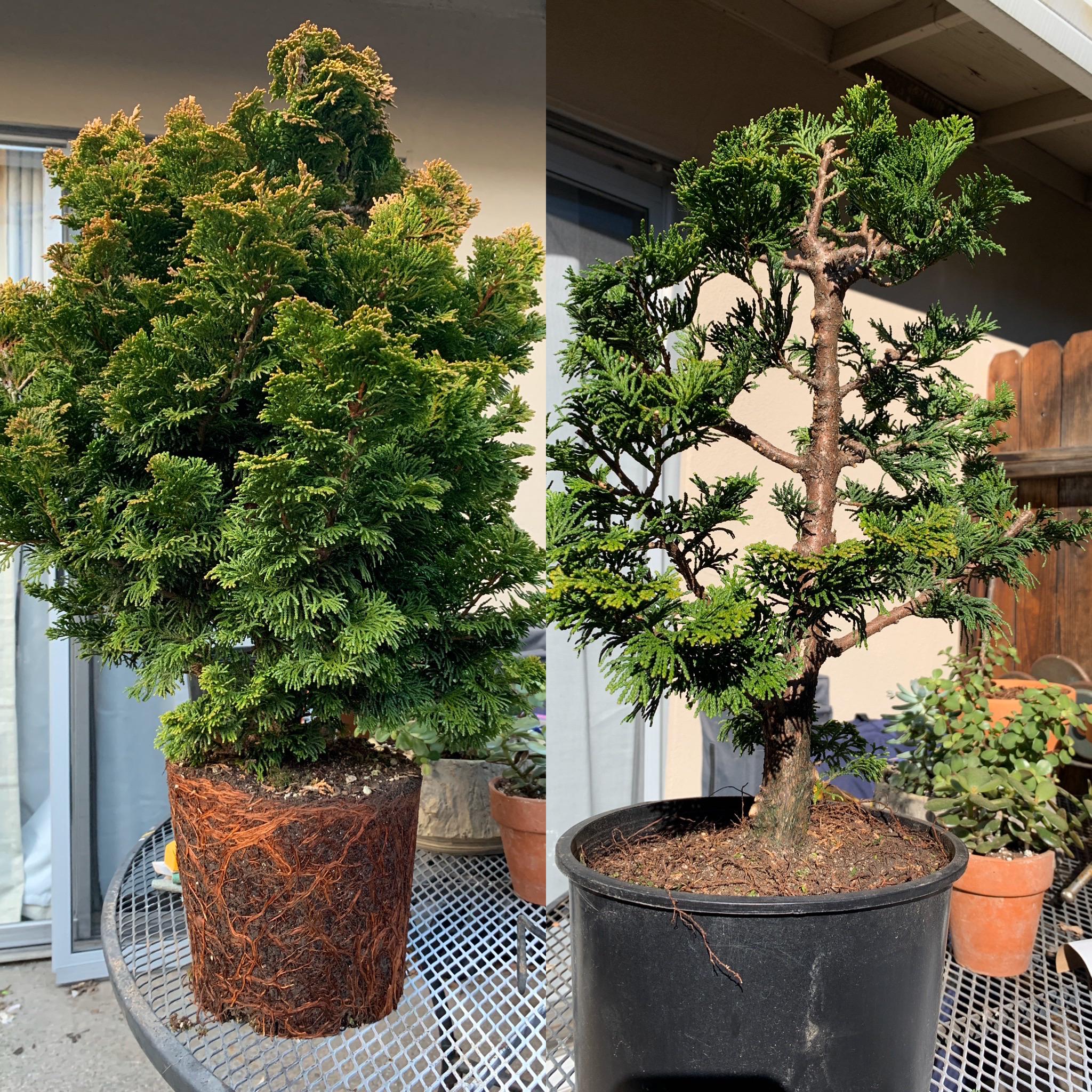 Tempelhof Hinoki Cypress My First Attempt Bonsai