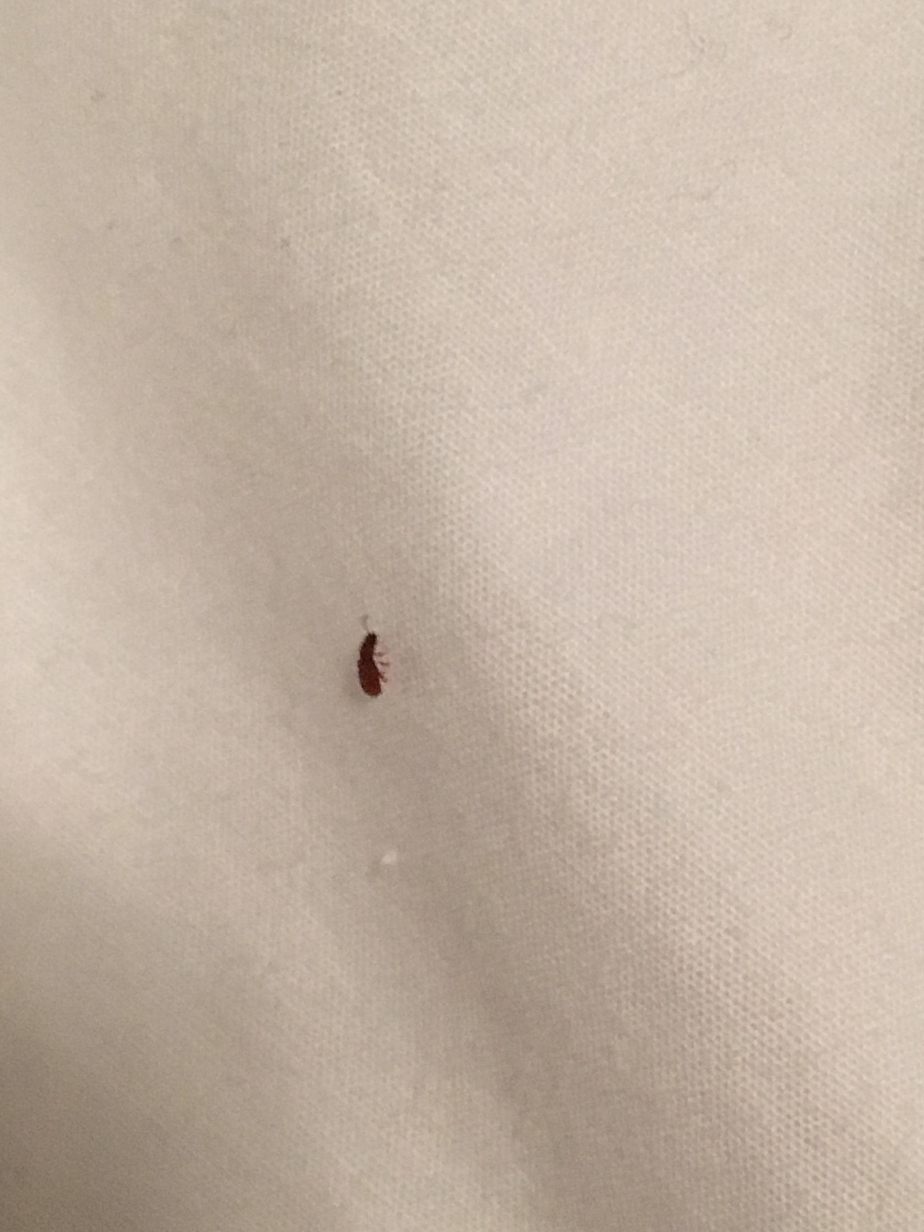 Back in the 1950s bed bugs (cimex lectularius) were eradicated from the united states, but due to the recent mixture of an increase in travel, lack of knowledge and. Small reddish brown bug keeps appearing on my bed. I donât