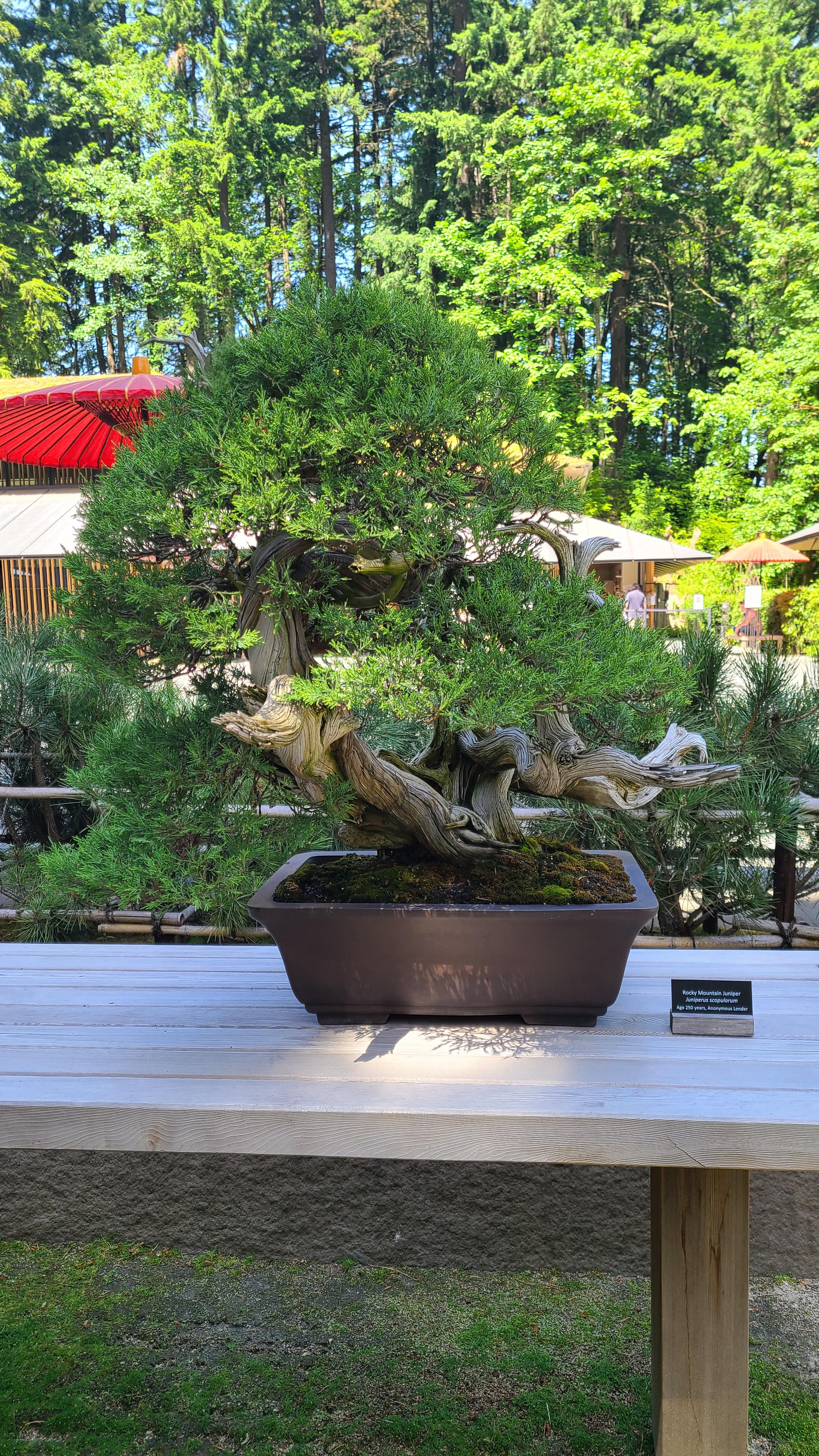 Bonsai Portland Or / Bonsai Portland Nursery / ;) think ficus 'ficus retusa' or dwarf jade 'portulacaria afra' for a portland indoor tree.