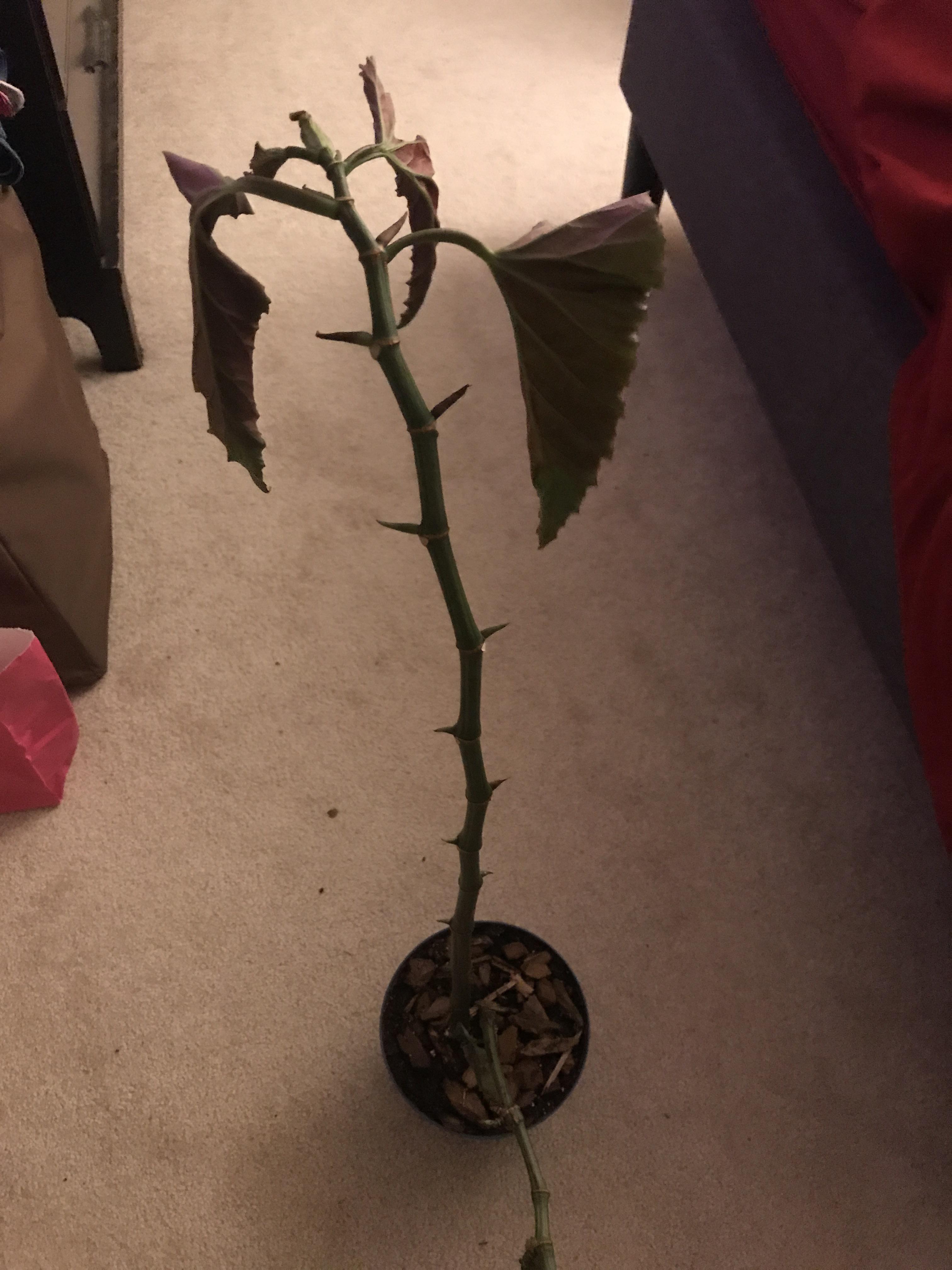 Why Is My Angel Wing Begonia Dropping Leaves