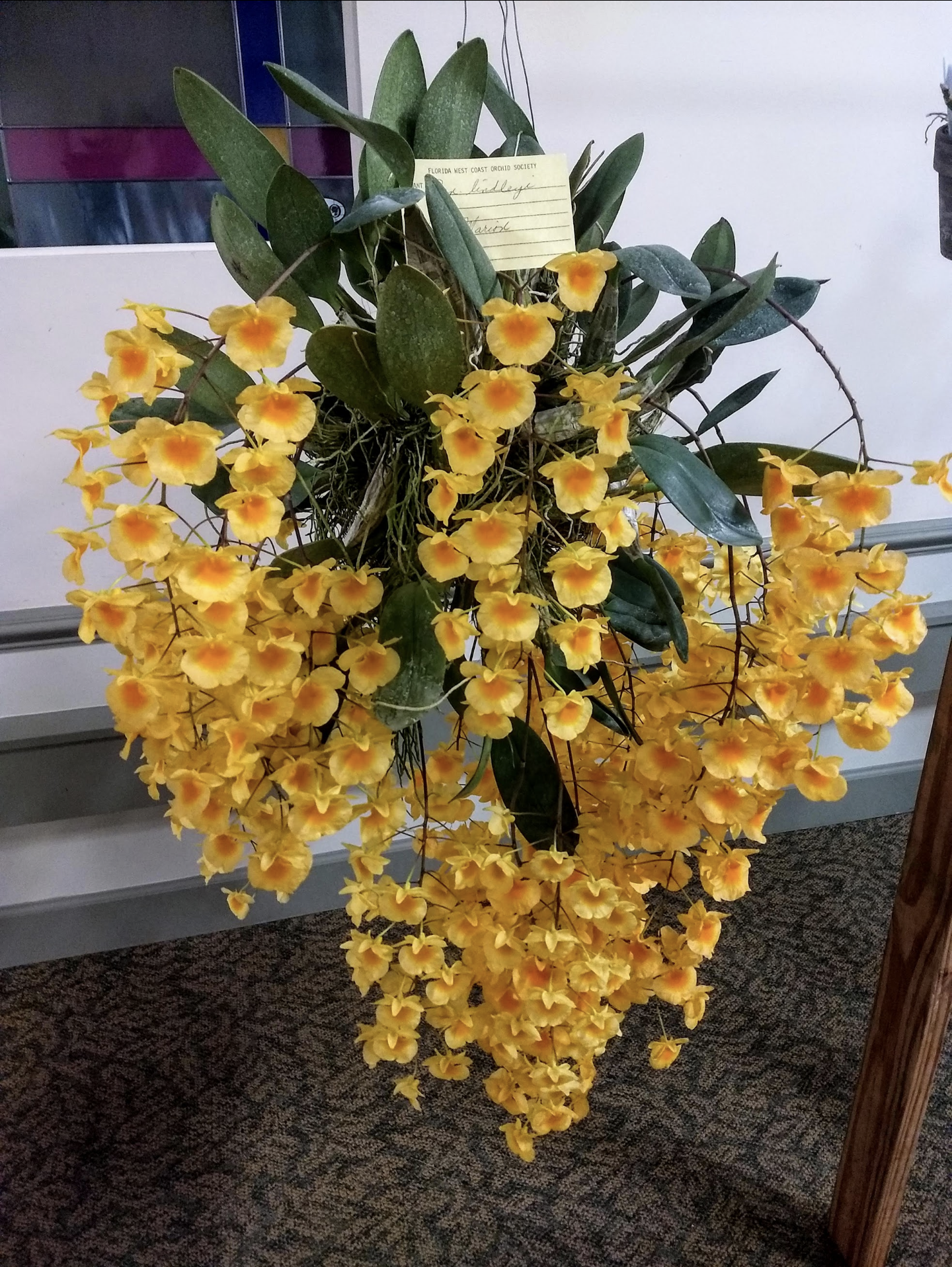 (this name is currently accepted by the rhs.) phalaenopsis lianher lucky cat is an orchid hybrid originated by . This Showstopper Wow Not Mine But I Met The Lucky Owner Orchids