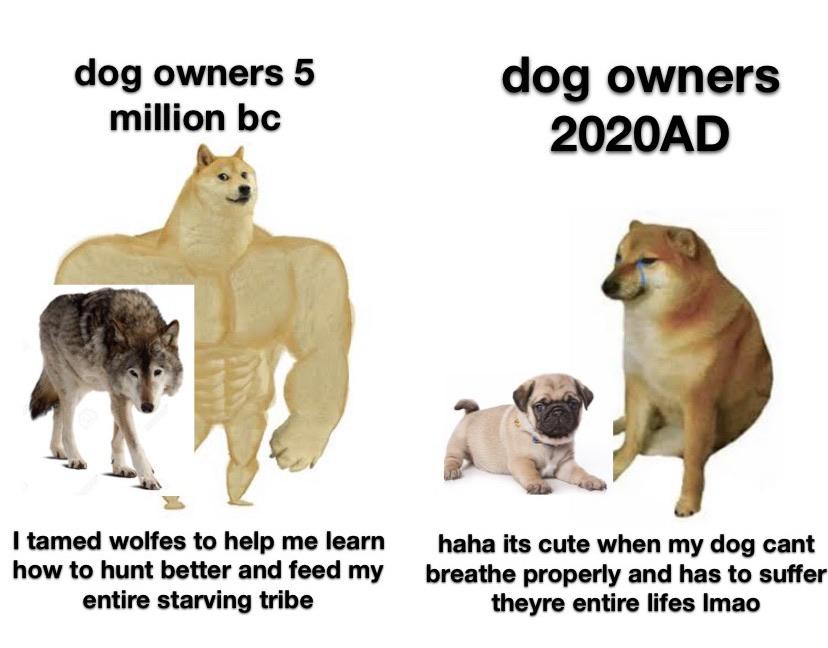 Puppy, funny, pug, aww, prank. Lets Kill All Pug Owners R Memes