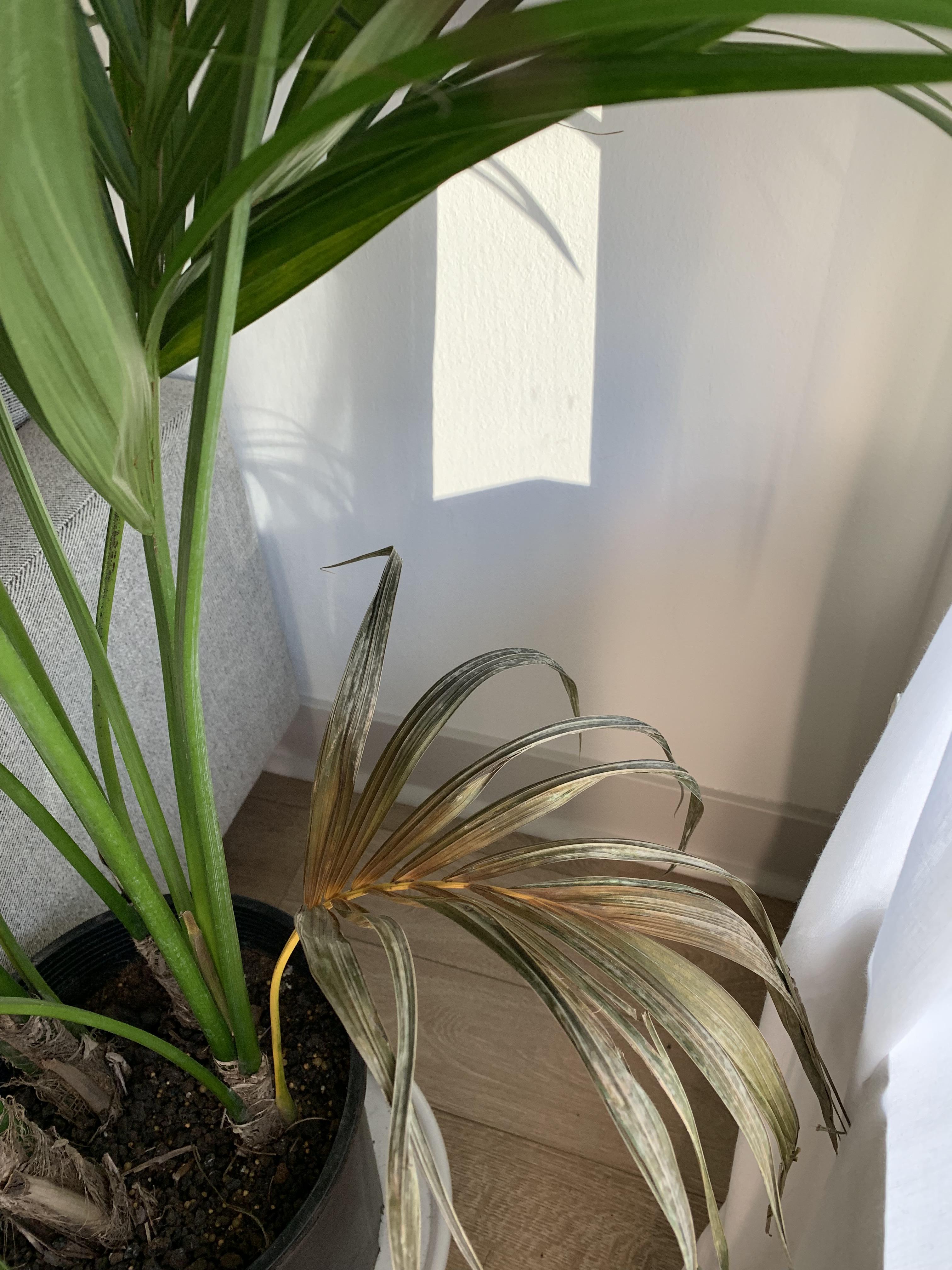 Palm is at it again, this time fighting for your attention (and money) with the new centro smartphone. Kentia Palm leaves turning brown a week after purchase