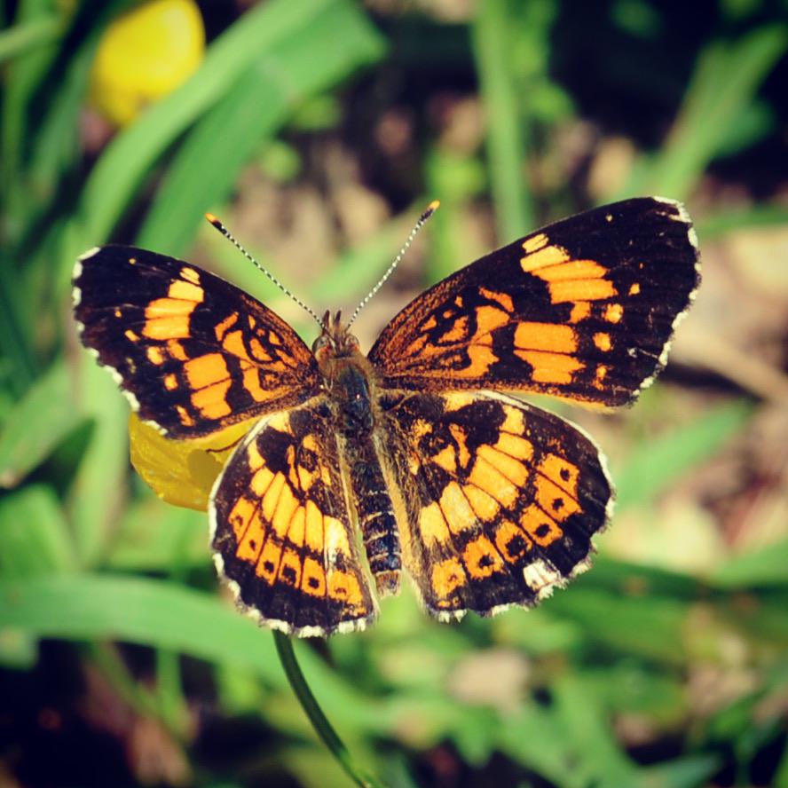 The pictures and brief descriptions, noting differences from similar species, . What Is This Butterfly Taken May 23 In Virginia Butterflies