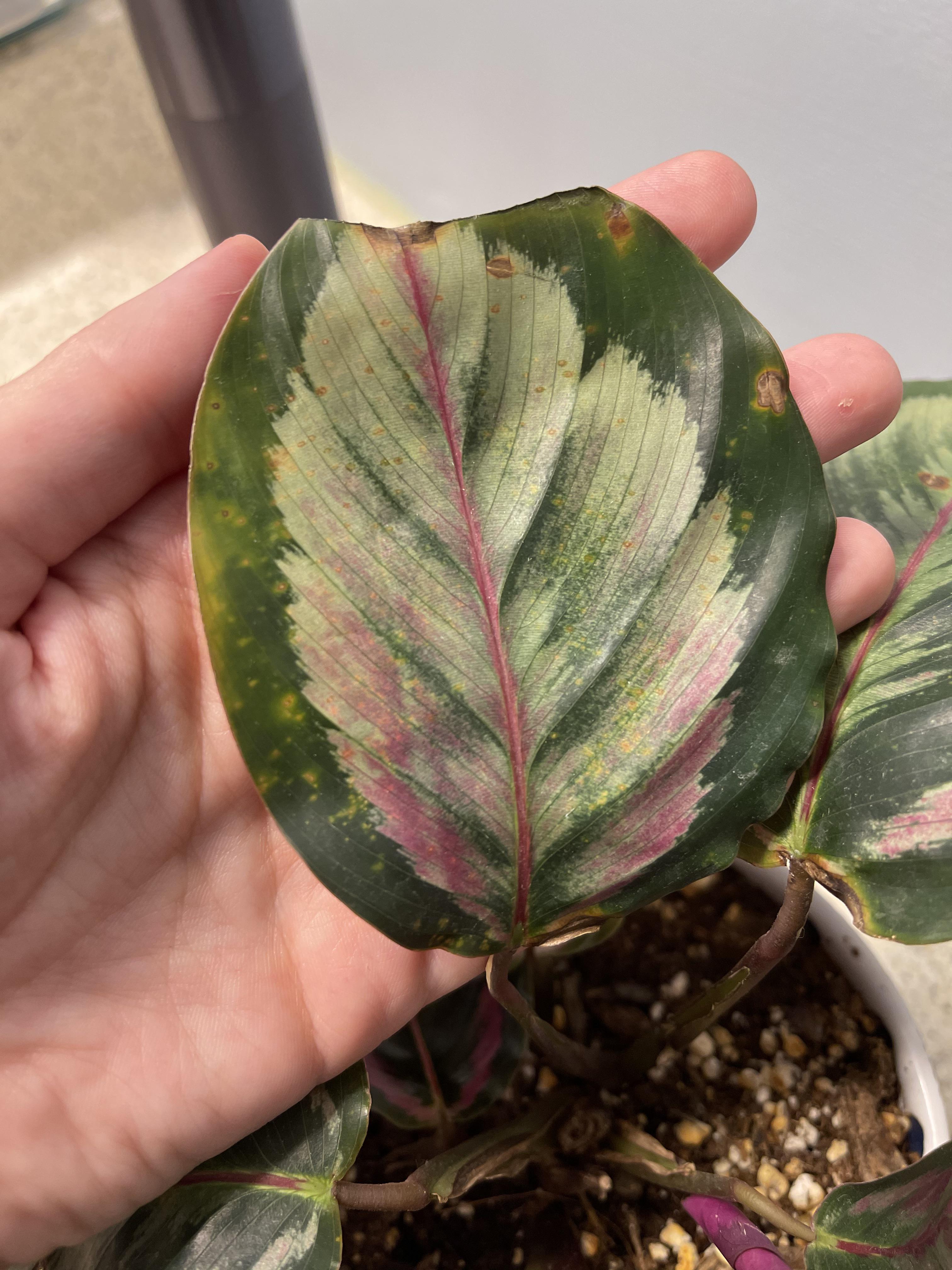 These are still a bit young, so we recommend giving them a few more weeks before trying to . Any Idea What These Spots Are This Is A Calathea Medallion V2 Plantclinic