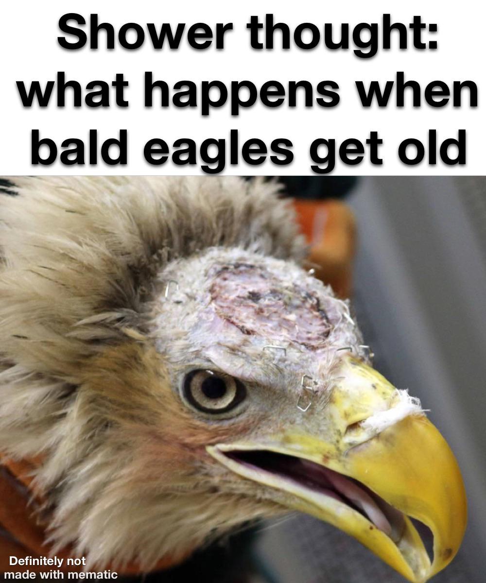 The Best 17 Bald Eagle Meme centricbgpics