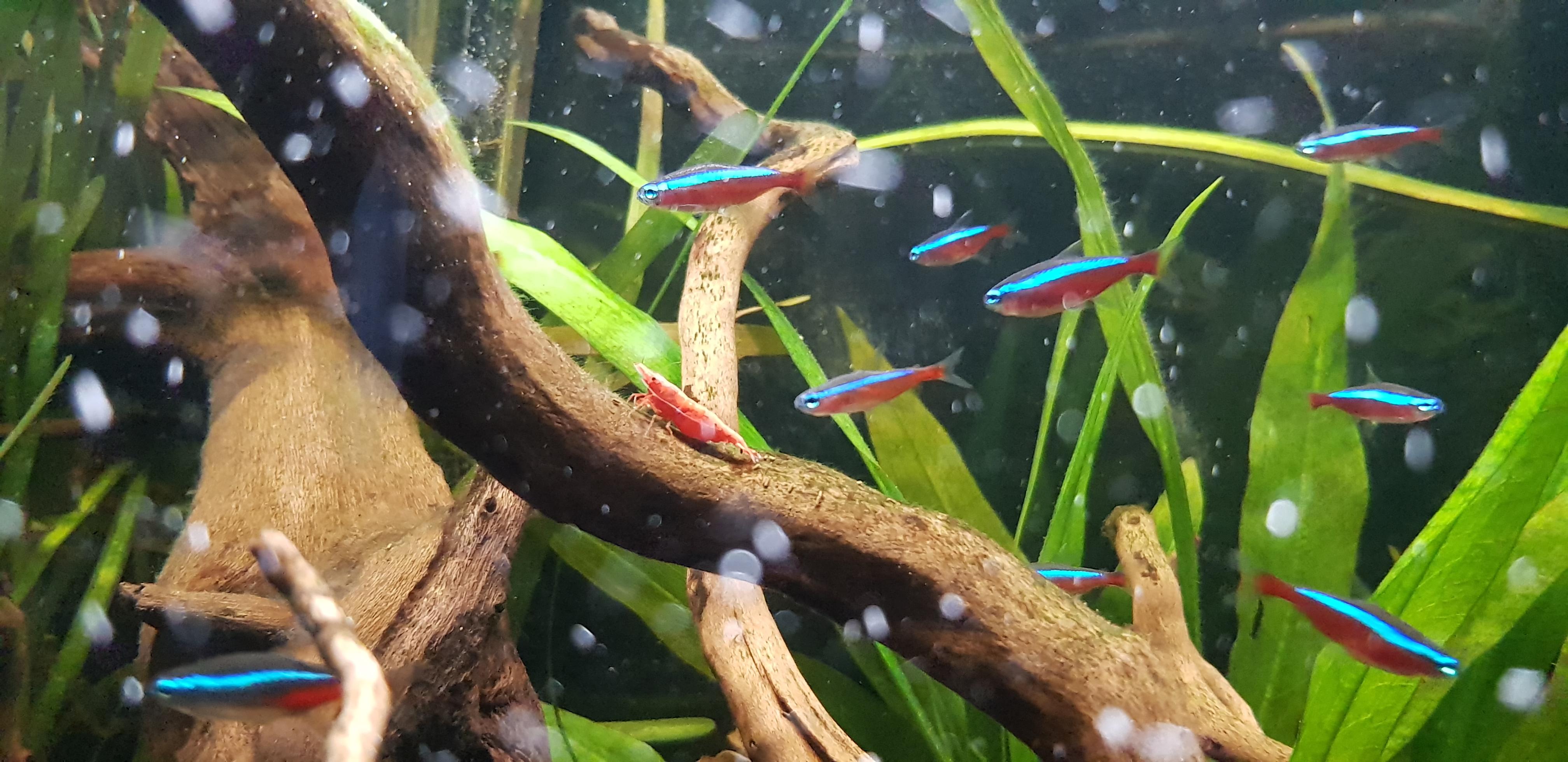 A journey to improved inpatient glycemic control by redesigning meal delivery and insulin administration. My cherry shrimp is an absolute unit : Aquariums