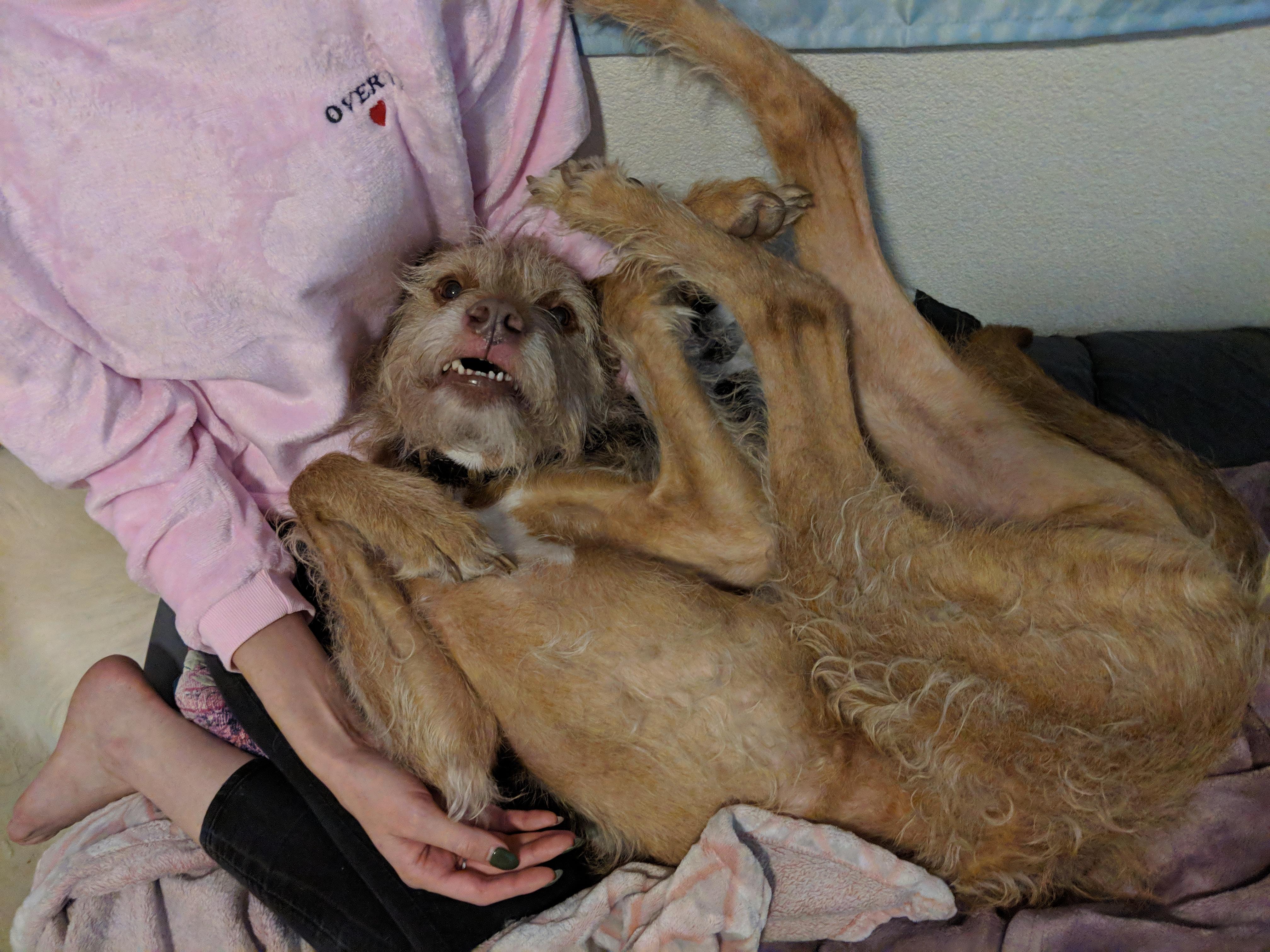 Half Dog Half Pretzel R Whatswrongwithyourdog