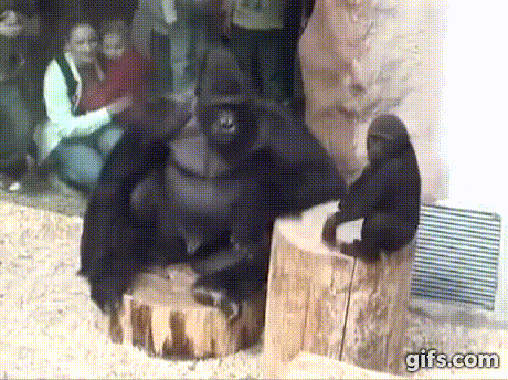Gorilla Dad Punches Son Gifs