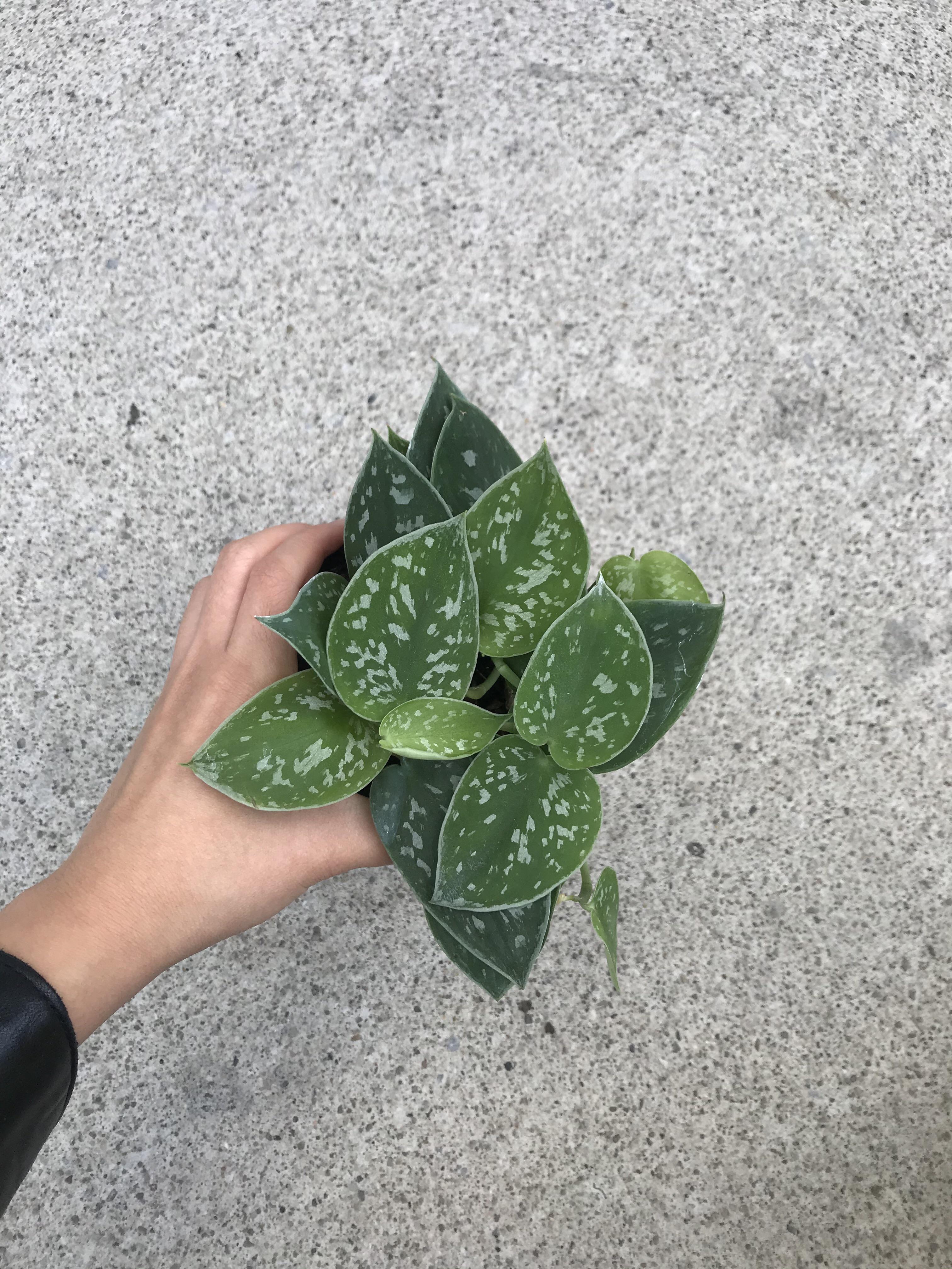 Großhandel mit pflanzen und pflanzgefäßen. Plant Id Argyraeus Or Silvery Ann I Was Told It Was The Latter And There S Some Extra Splashes Or Silver Near The Tips That My Argyraeus At Home Doesn T Have Houseplants