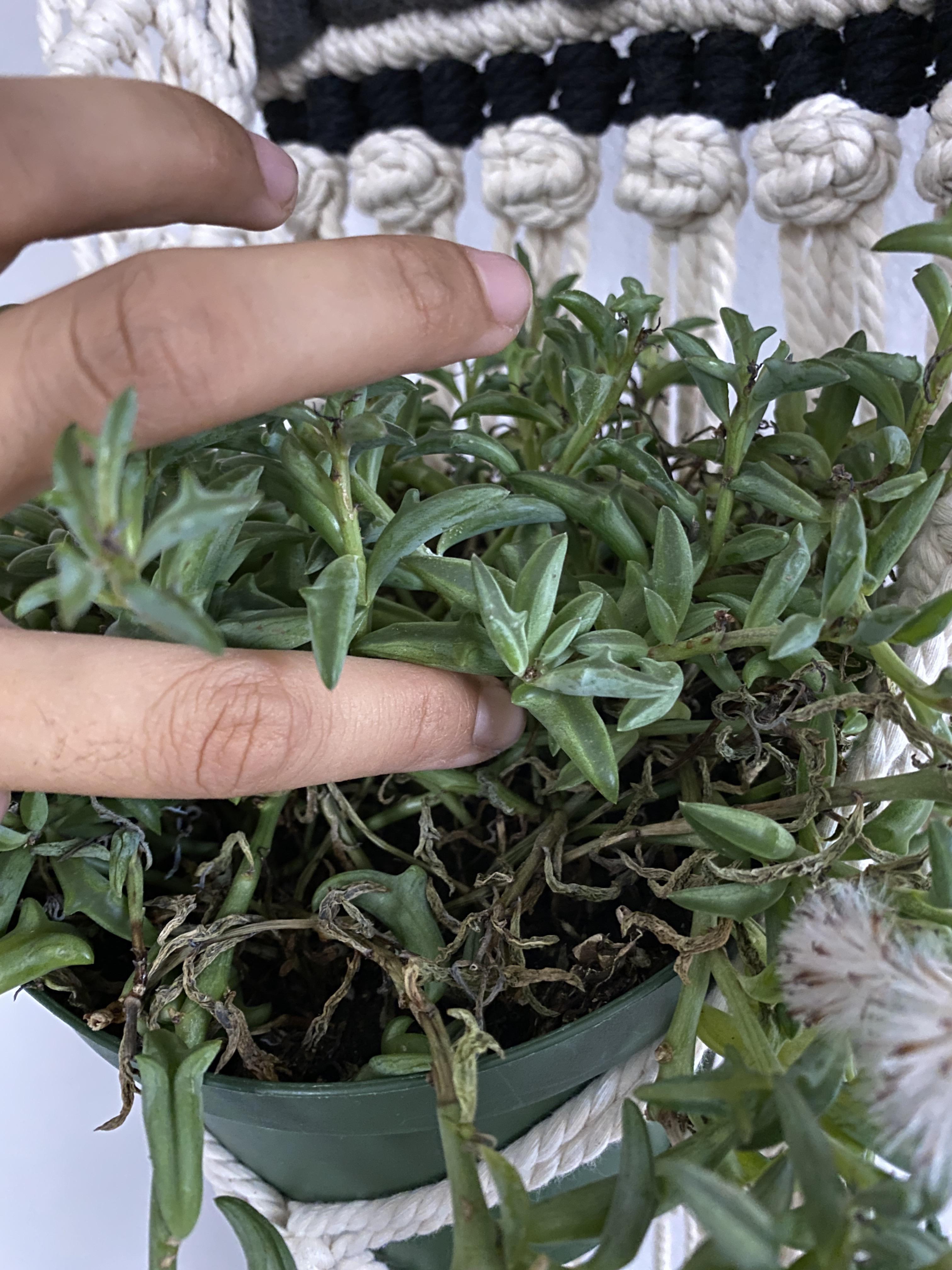 Senecio peregrinus, also known as string of dolphins or the dolphin plant is a succulent with a characteristic leaf shape that gives it its name. New Succulent String Of Dolphins Parent Here Photo Attached Please Help I Ve Searched Online But Unsure Is This An Overwater Underwater Other Issue Or Normal I M Afraid To Overwater Since It D