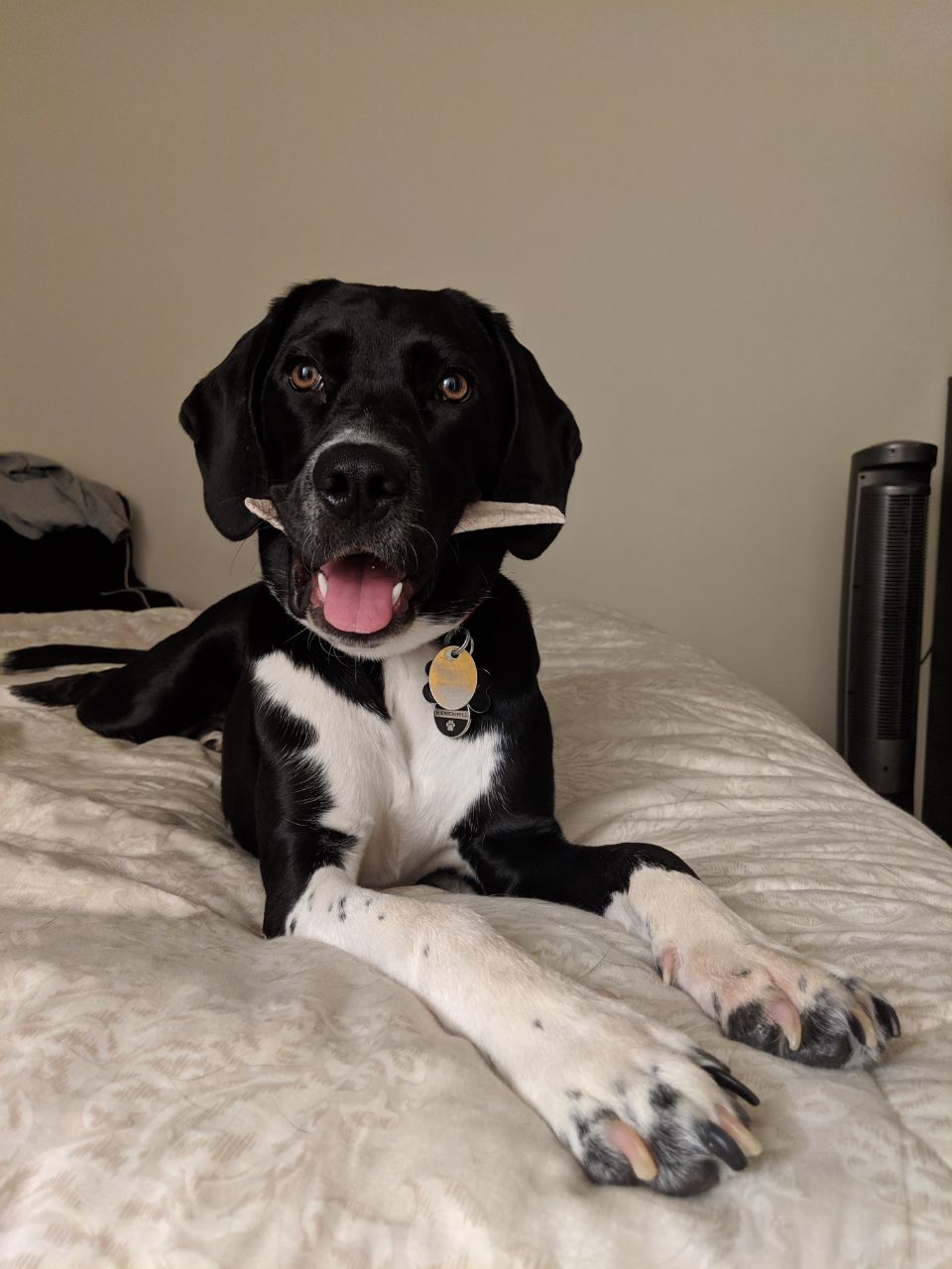 Feeding charts, the best puppy food for labs, and how often and how much to feed. Dis is my puppy Bailey. Basset hound/lab mix. : PuppySmiles