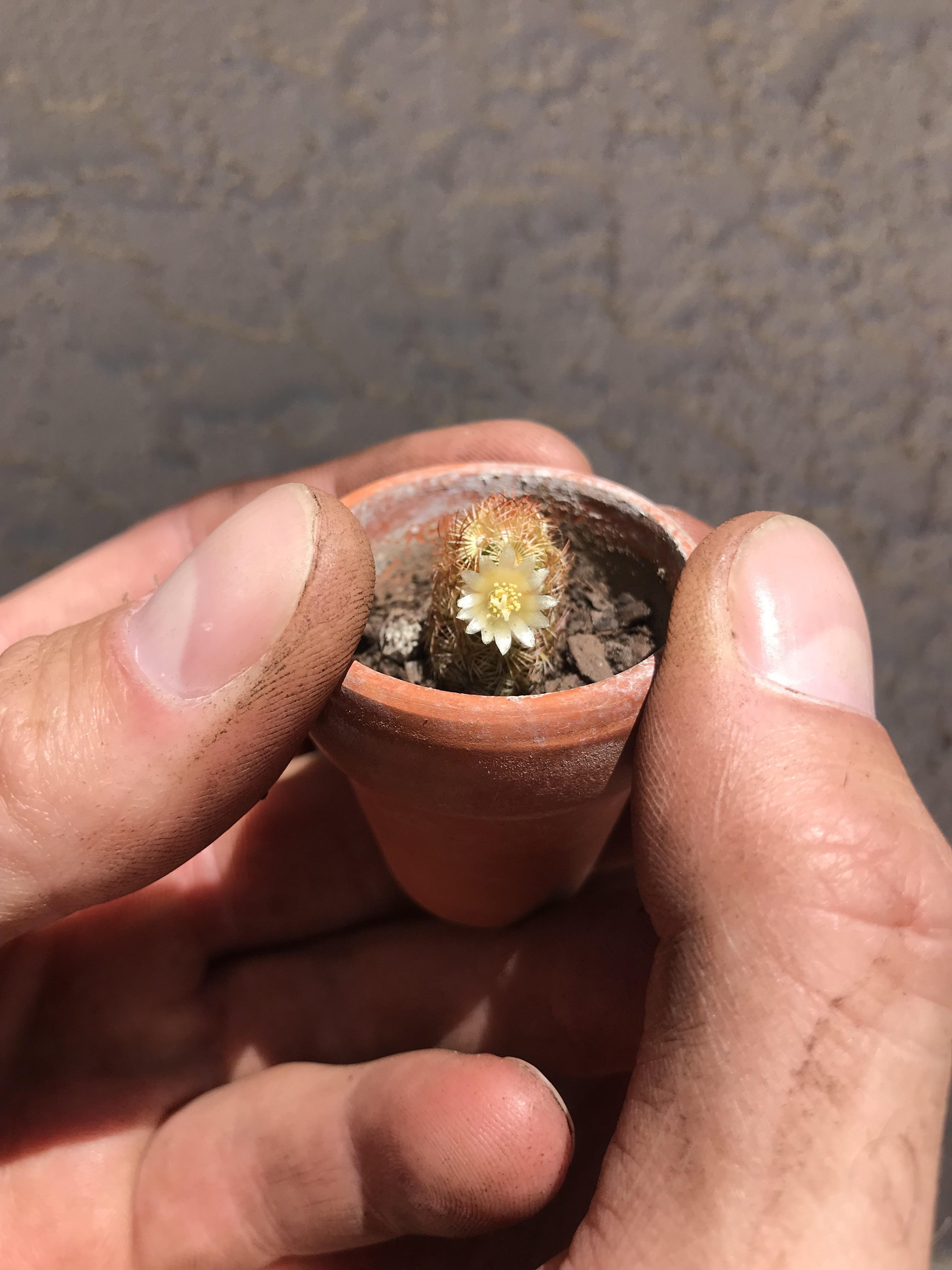 This are my simple tools watch and do did you make this project? My Friends Over At R Cactus Thought You Mind Find My Baby King Copper Cactus Adorable Too R Aww