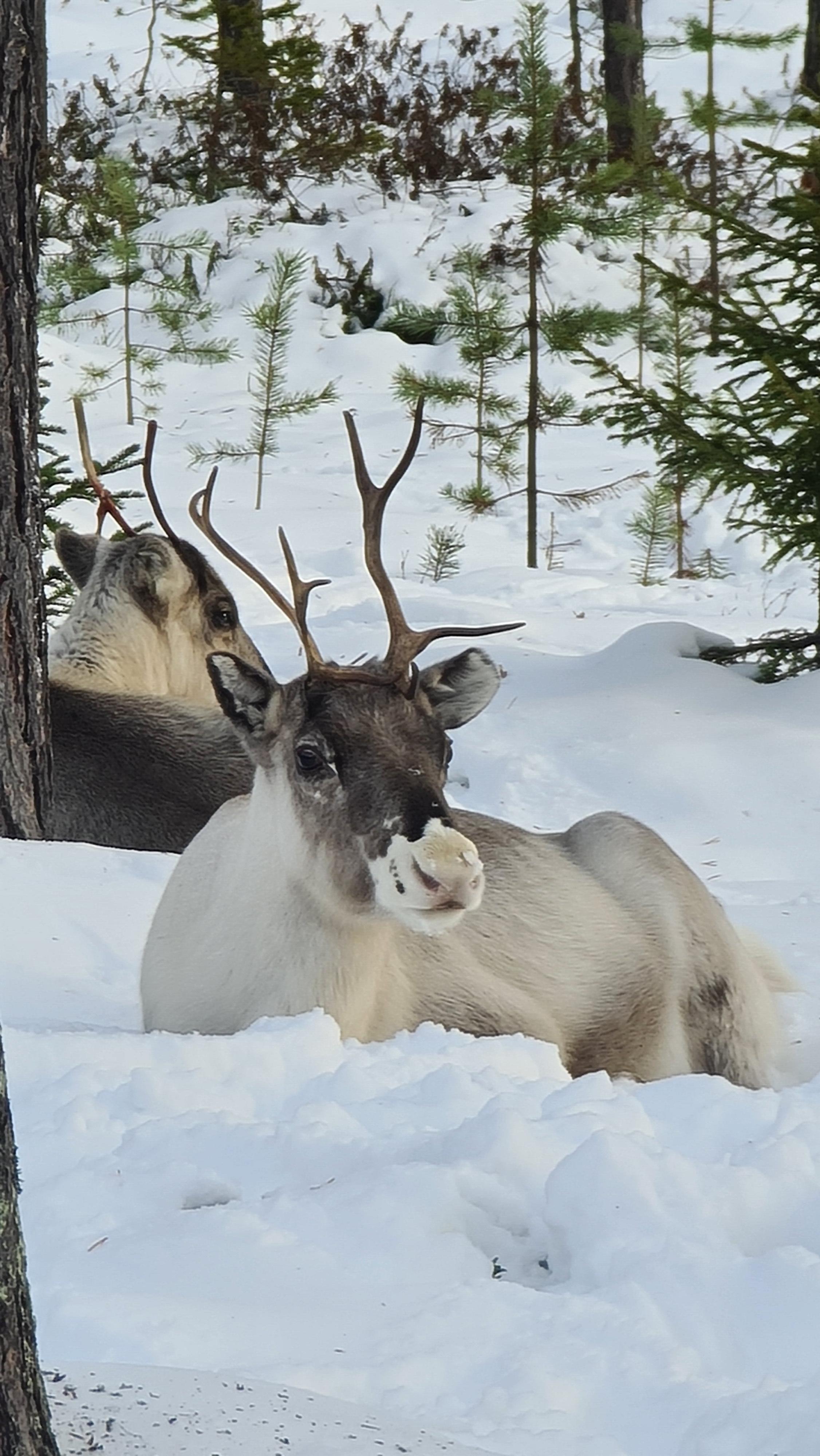 Reindeer Invasion R Finland