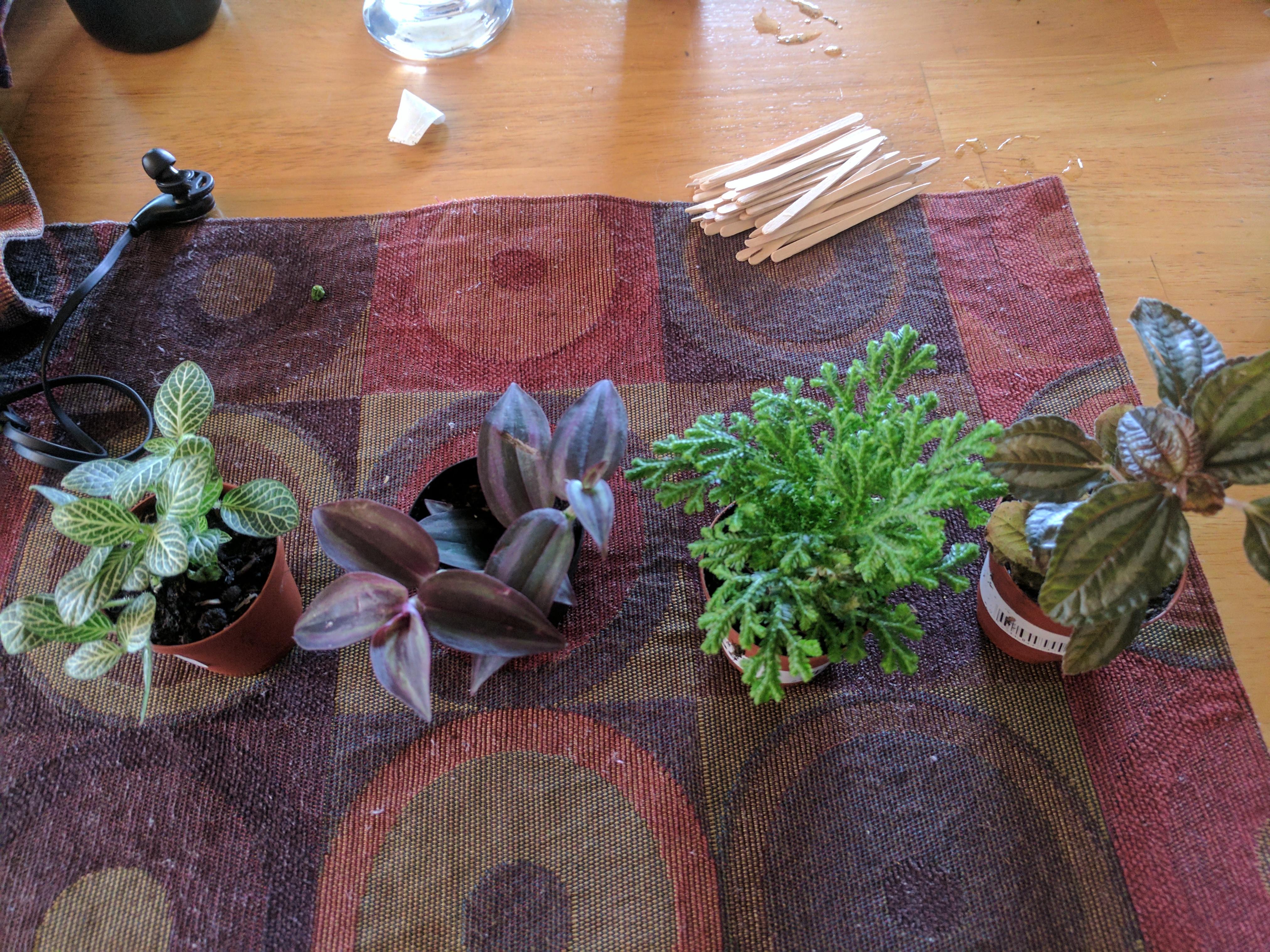 Plants are a great addition to any home, and caring for plants is an enjoyable hobby for many people. Can anyone ID these plants for me? : houseplants