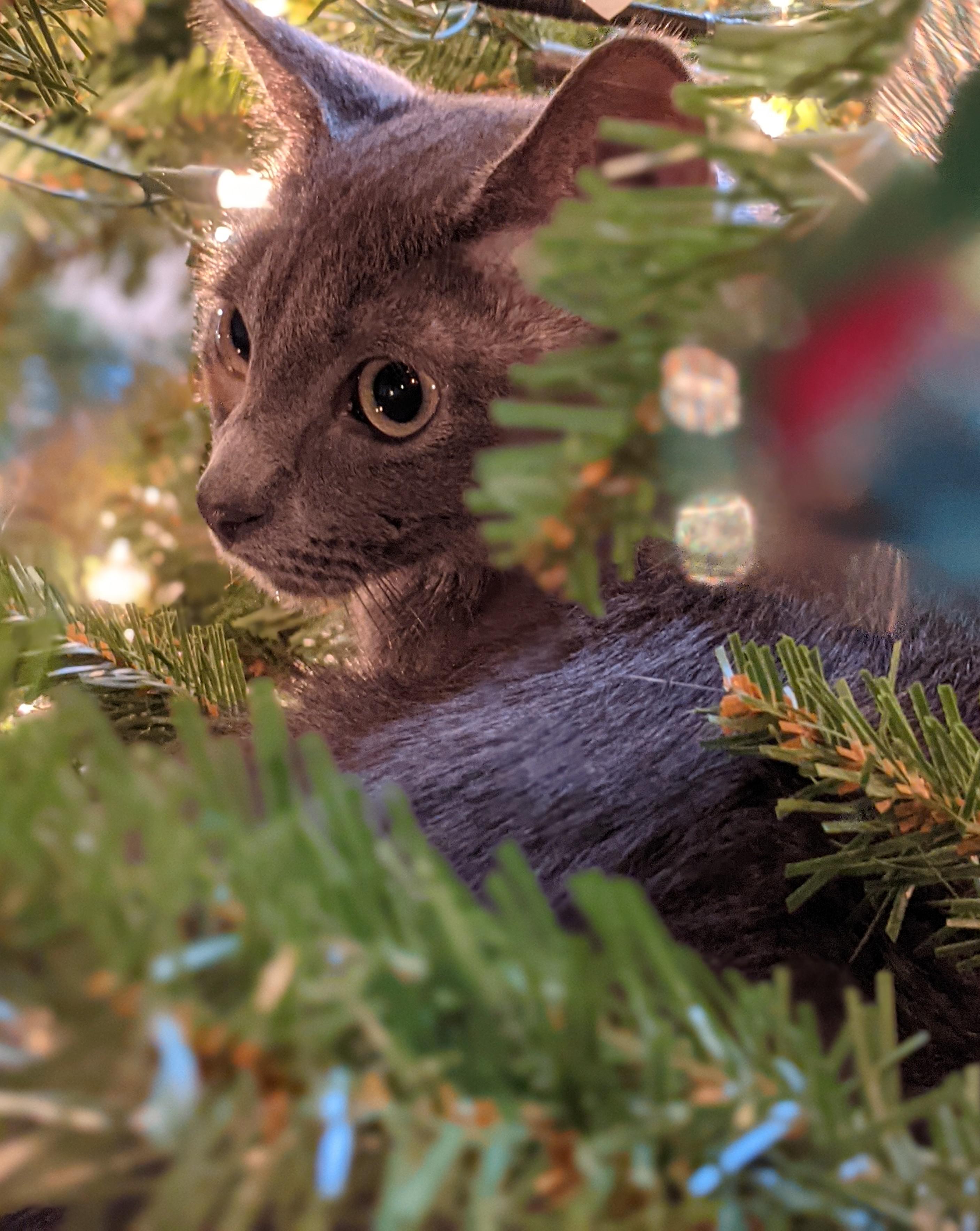 This artificial tree has hinged branches that make it easy to. This Is Our Kitten S First Time Seeing A Christmas Tree I Think He Likes It Aww