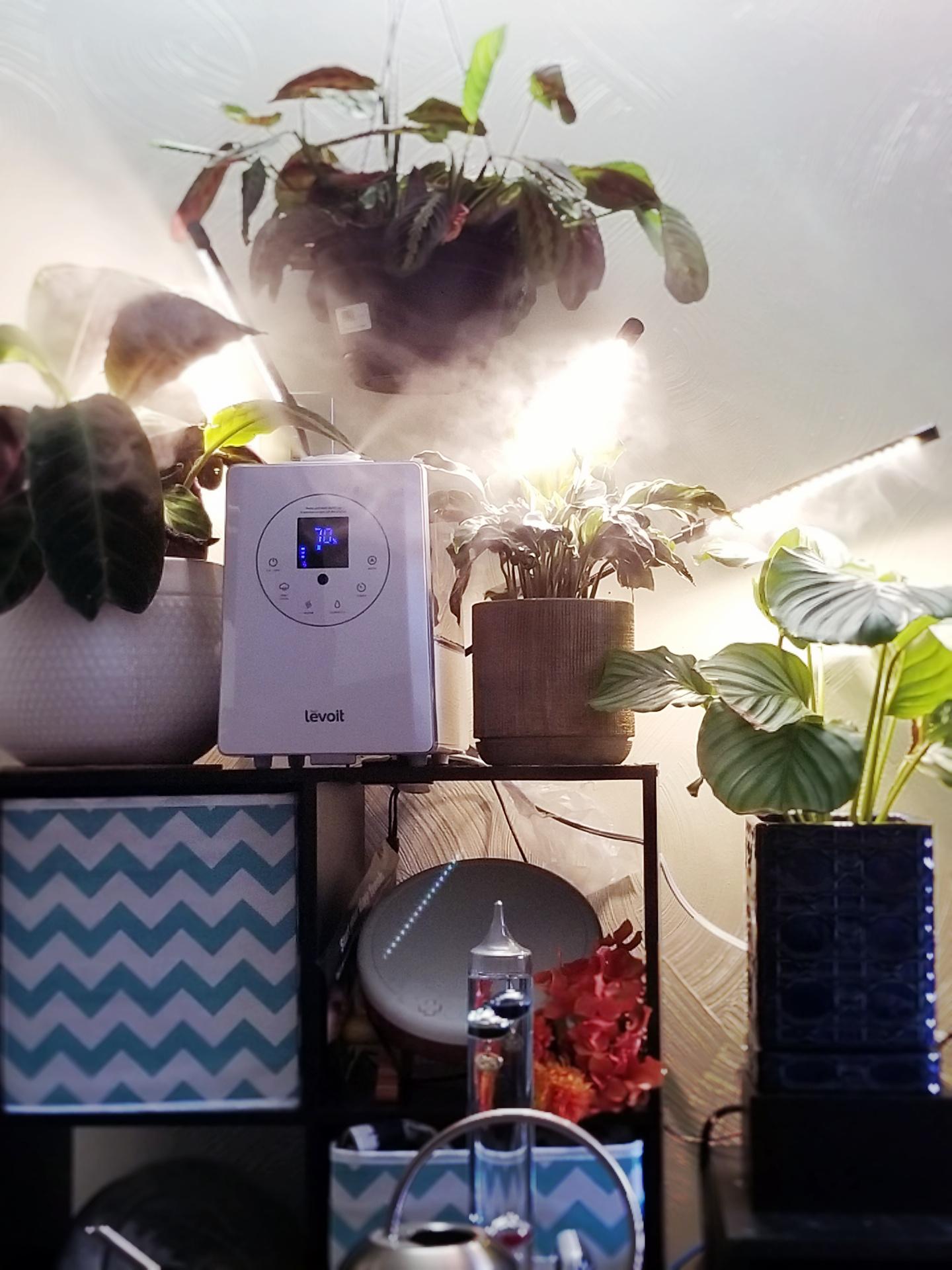Not only do they play a practical role in providing illumination over tables, counters, or bars, pendant fixtures bring c. Got Some Grow Lights And A Humidifier For My Calathea Today Houseplants