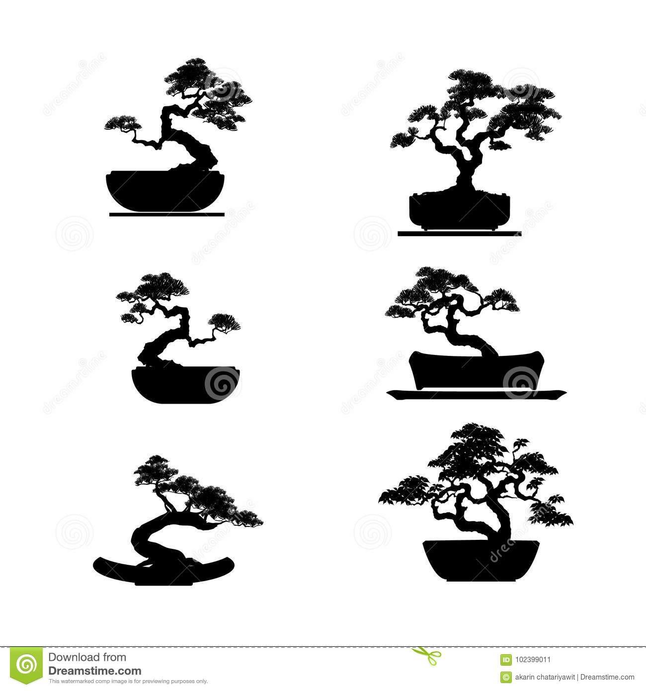 Is It Possible To Bend Young Pines With An Eventual Goal Height Of 6 10 Into These Shapes Or Is There Something Unique To Bonsai That Enables One To Train Such Gorgeously Drastic