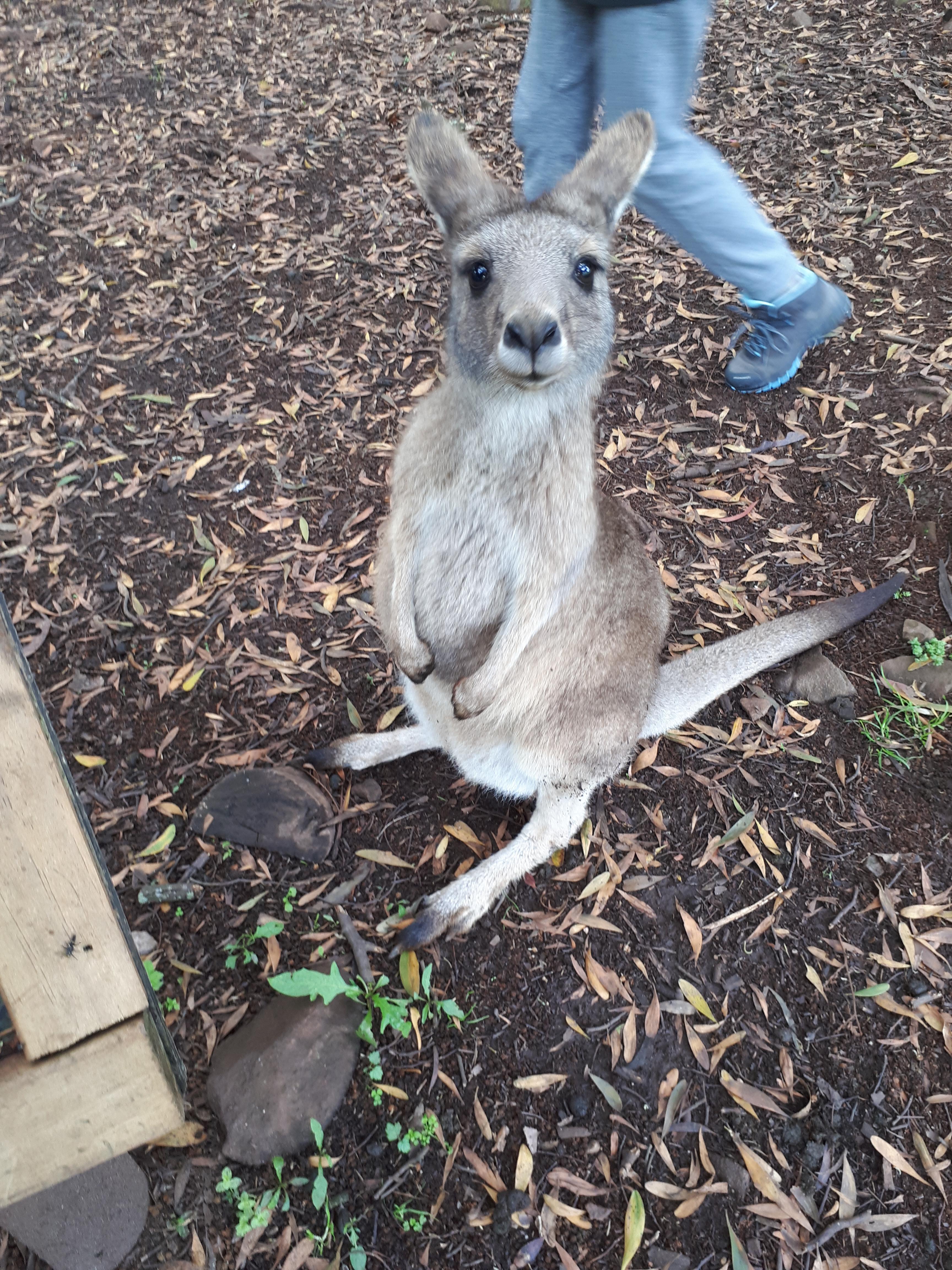 How do you call a group of kangaroos? Took This Super Cute Picture Of A Kangaroo In Tasmania Australia