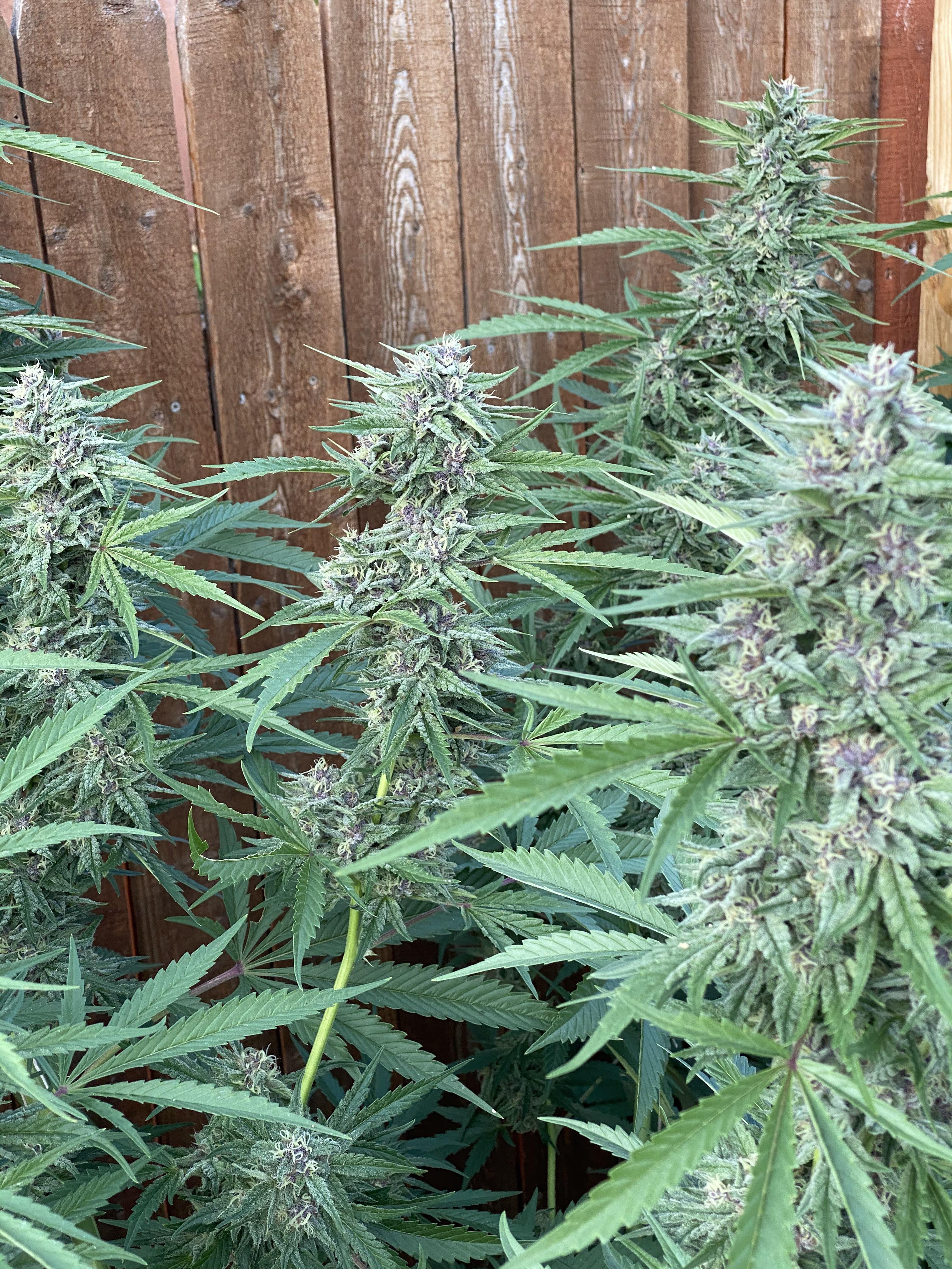 Click on a name to expand the list norstar genetics are not associated with : First Outdoor Grow Moonshadow From Norstar Genetics R Cannabiscultivation