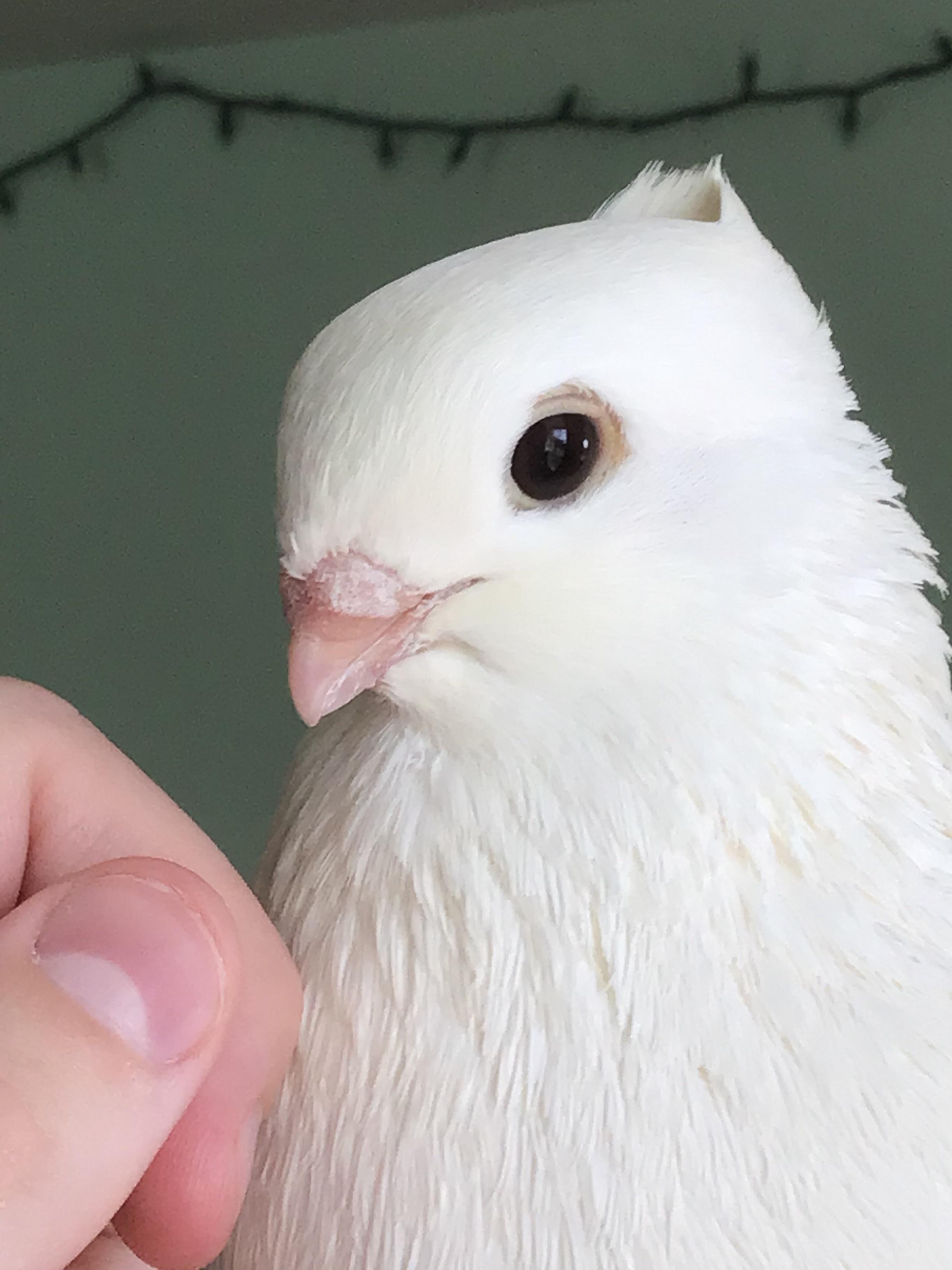 Funky pigeon gifts browse our unique gift ideas for all occasions. My Pet Pigeon Being A Cute Little Model Eyebleach